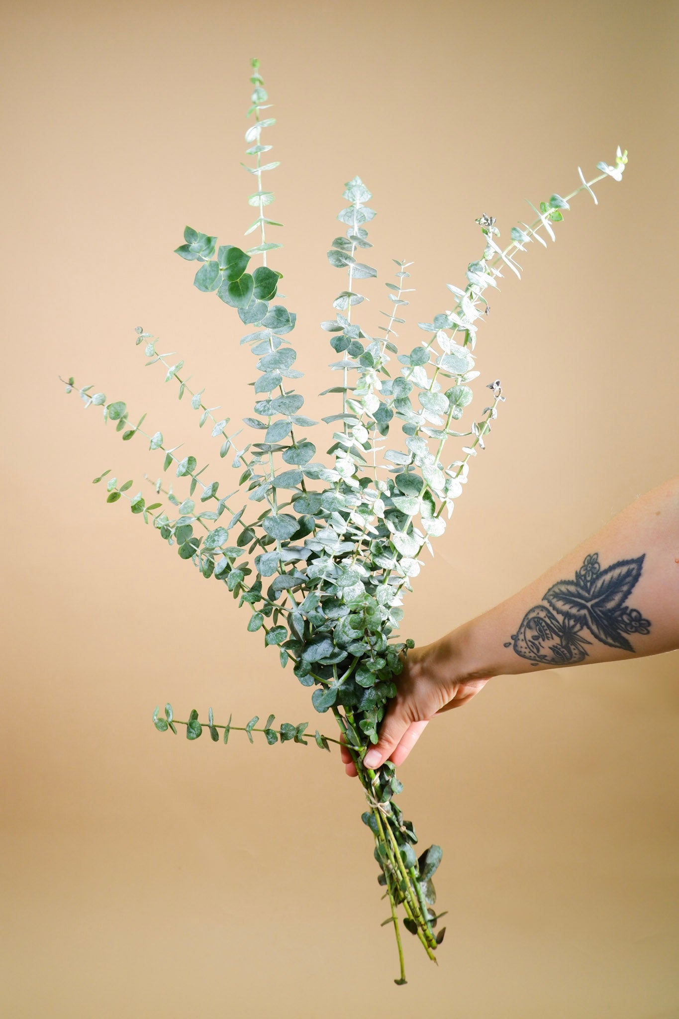 Fresh Eucalyptus + Hey Dough Cookie Subscription