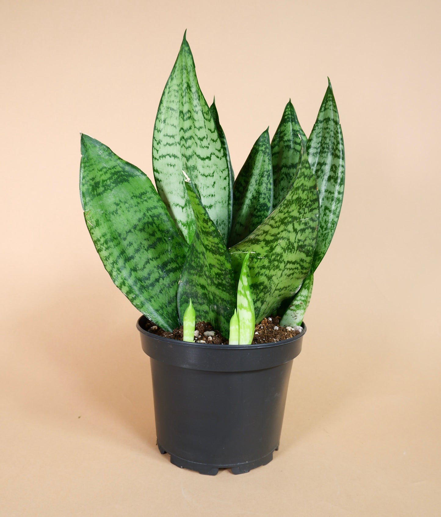 Snake Plant (Sansevieria Robusta)