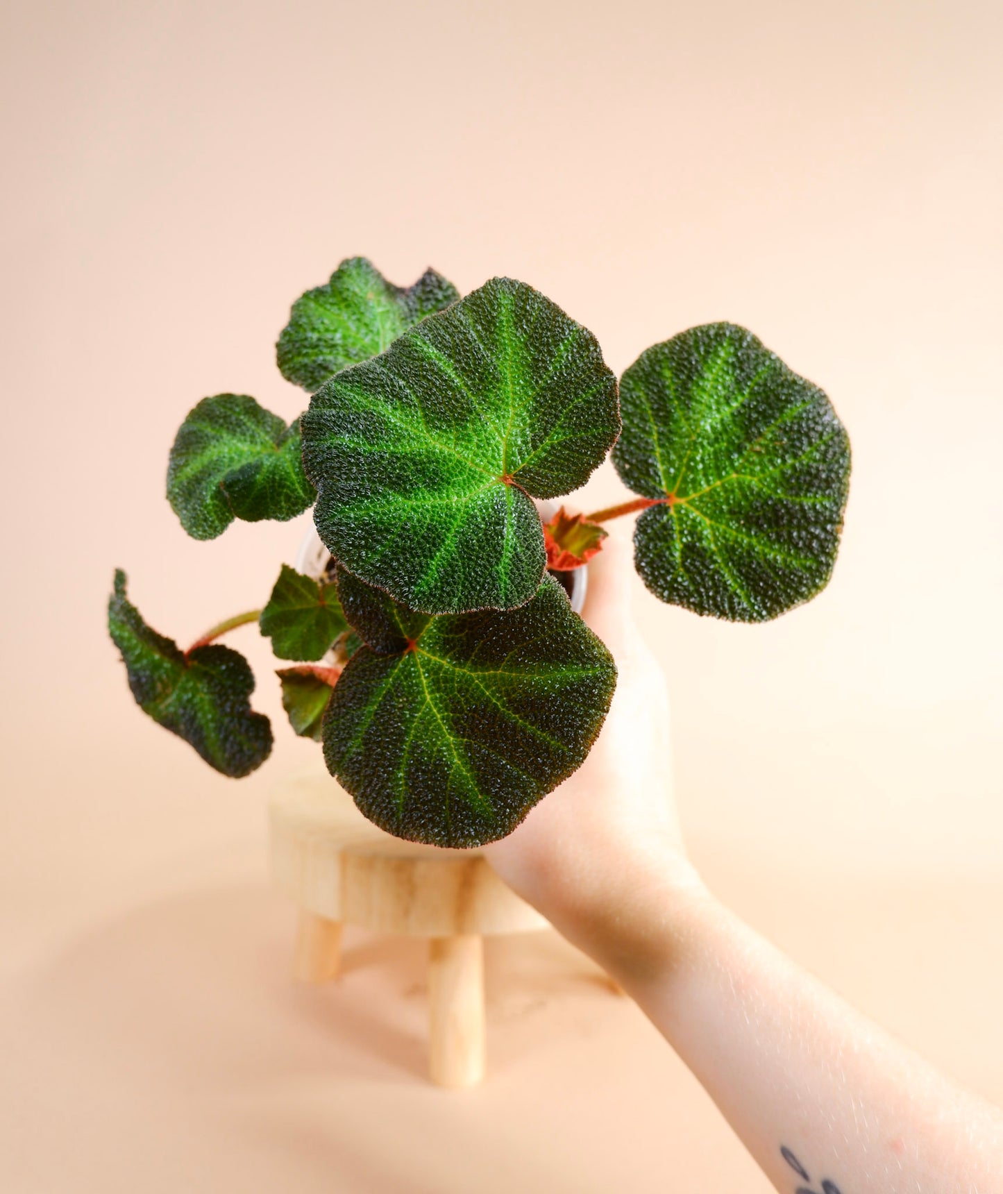 Begonia Soli-mutata
