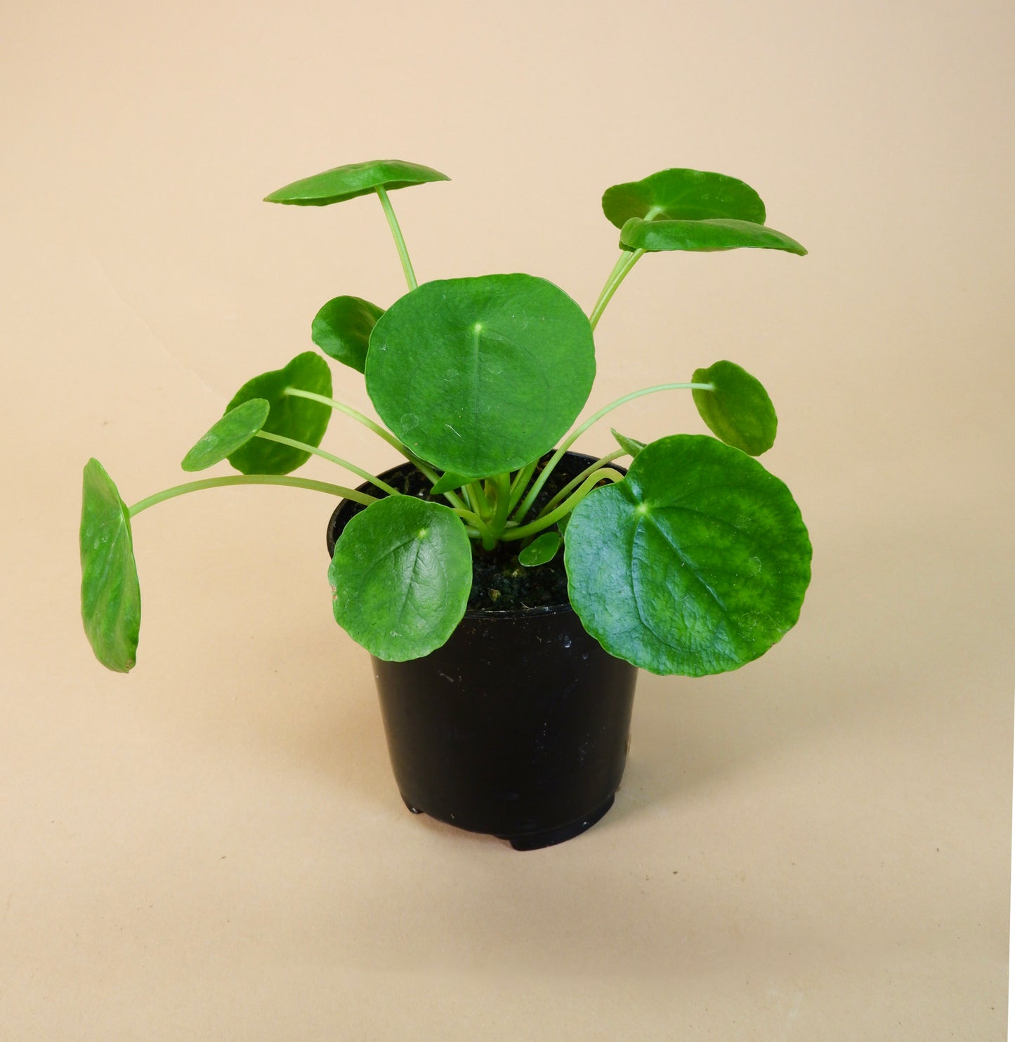 Chinese Money/UFO Plant (Pilea peperomioides)
