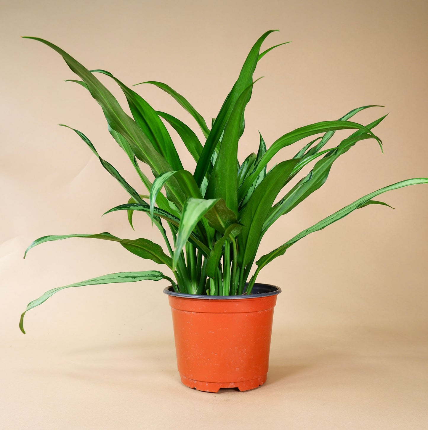 Chinese Evergreen (Aglaonema cutlass)