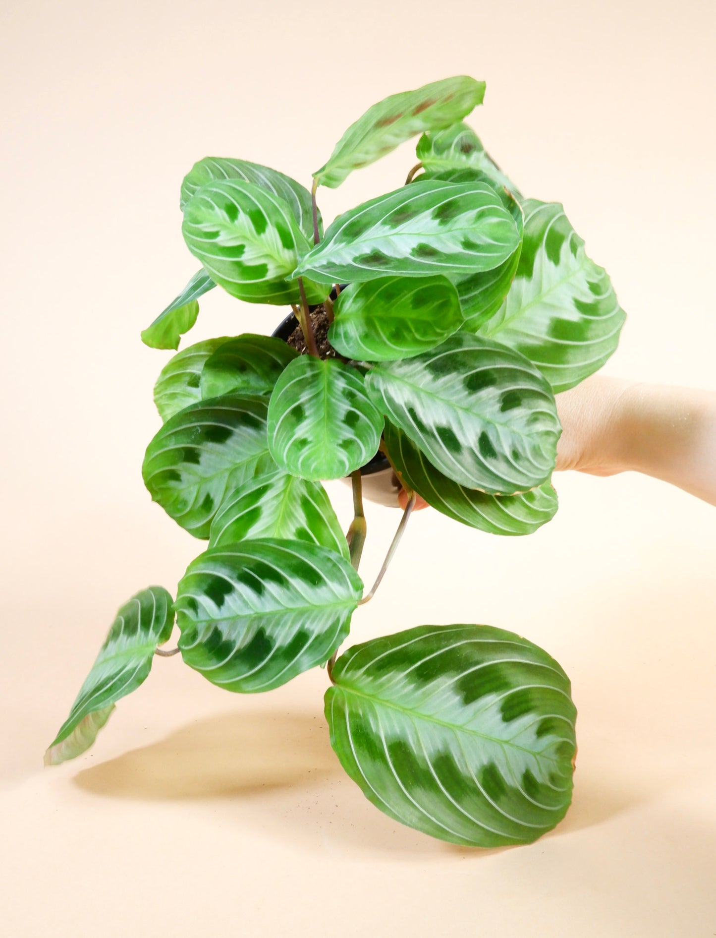 Black Prayer Plant (Maranta leuconeura 'Black')