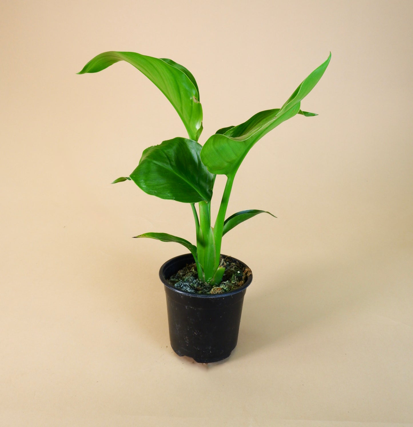 Bird of Paradise (Strelitzia spp.)