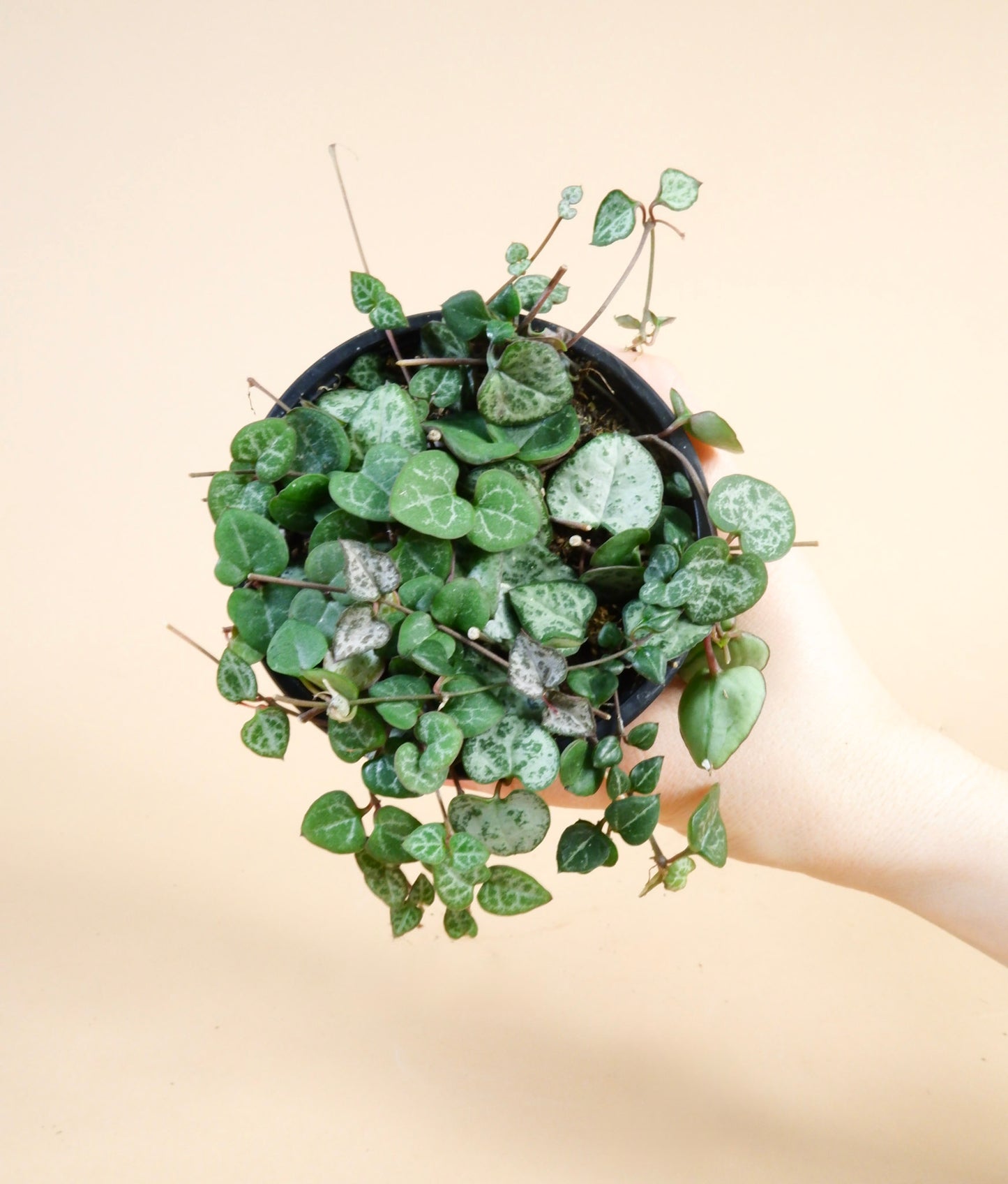 String of Hearts (Ceropegia woodii)