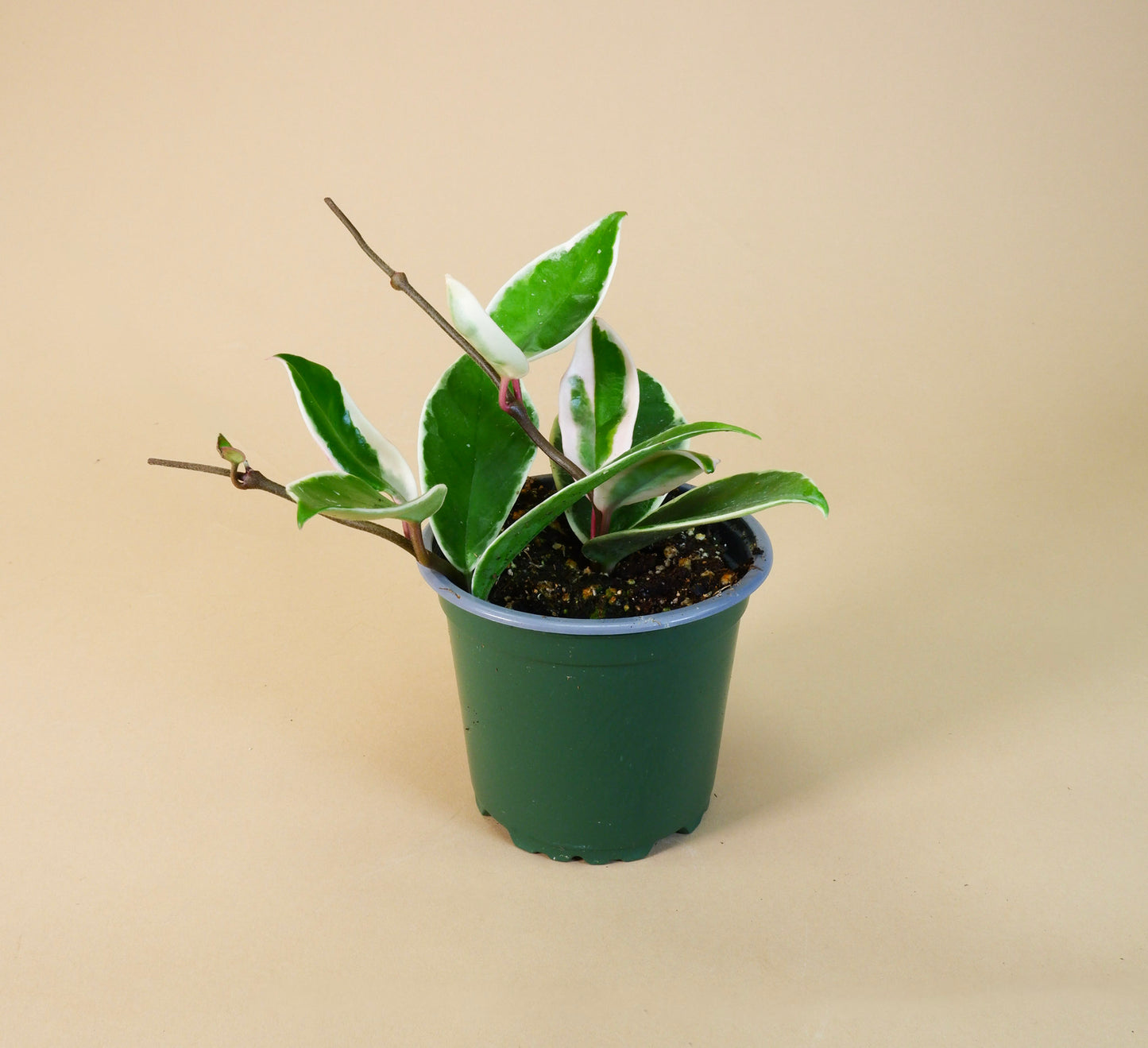 Hoya Krimson Queen (Hoya carnosa)