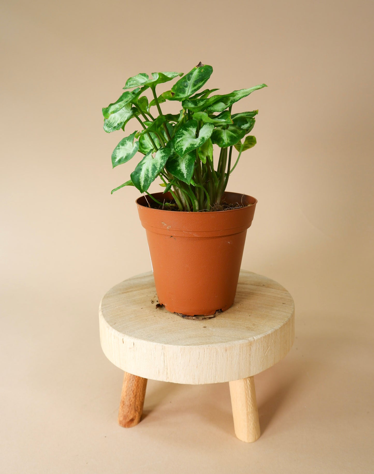 Syngonium Pixie (Syngonium podophyllum)