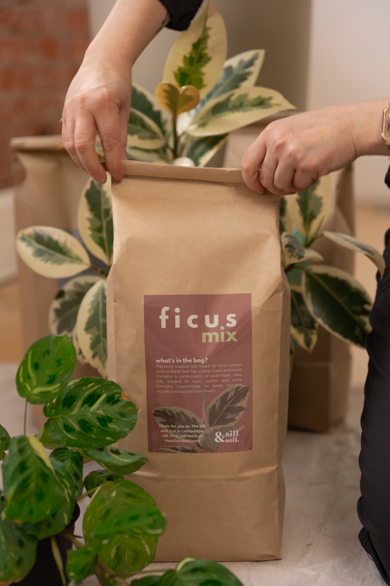 Ficus Mix