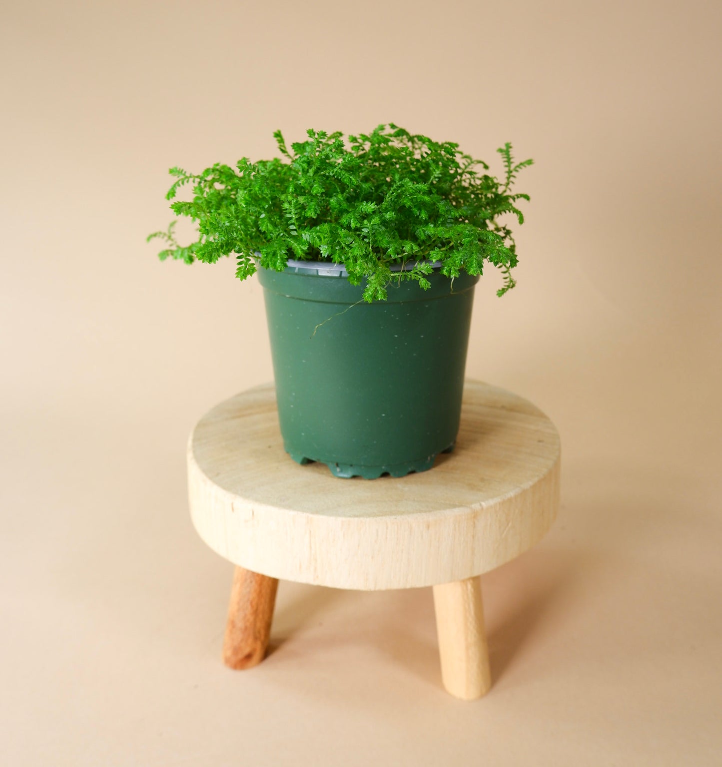 Club Moss (Lycopodium spp.)