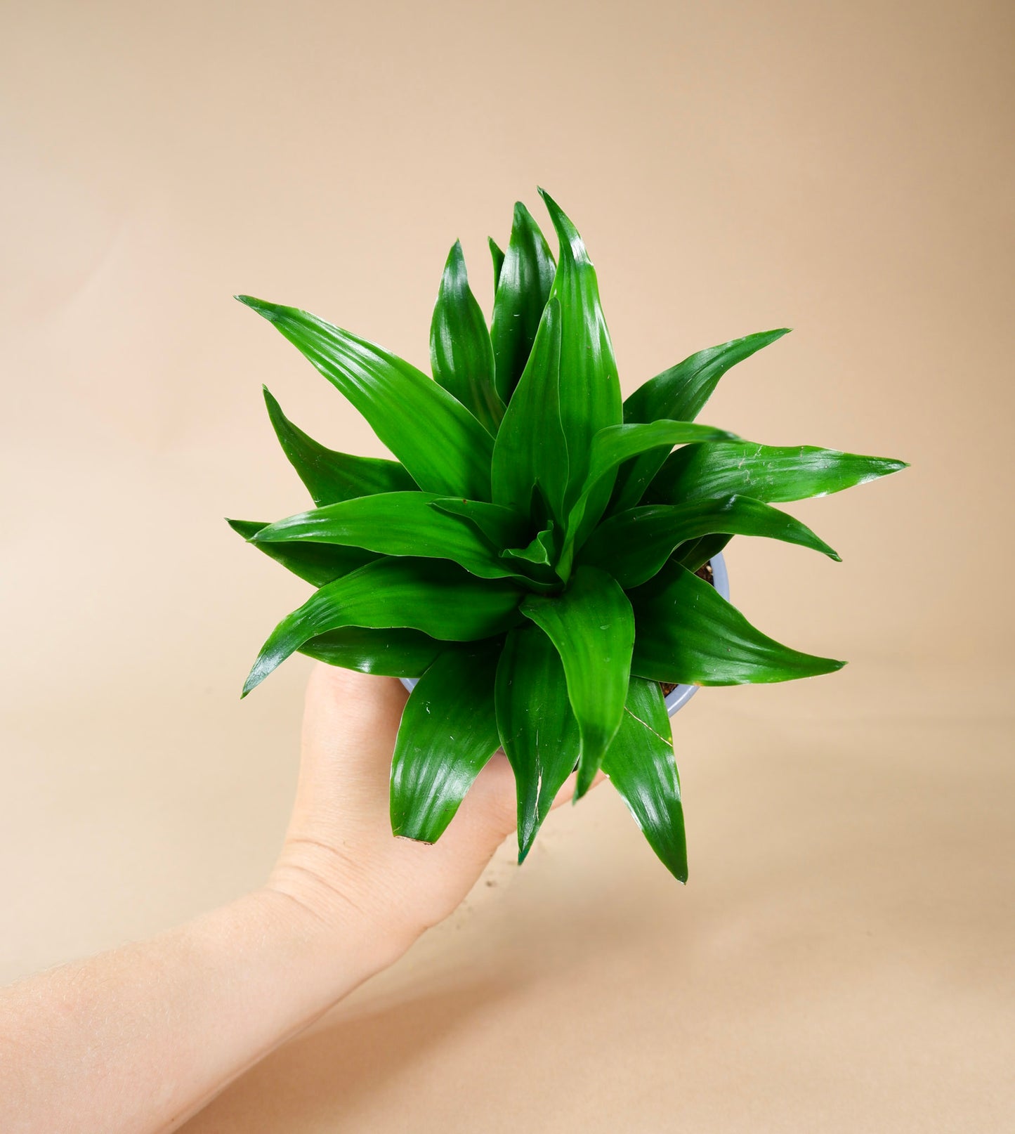 Dracaena Janet Craig (Dracaena fragrans)