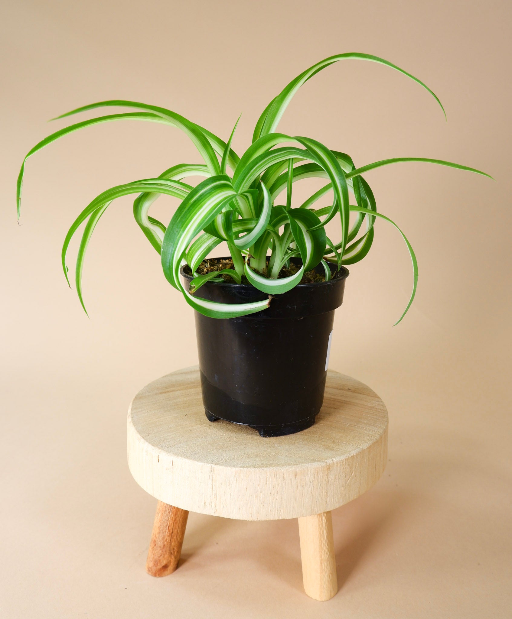 spider plant the sill Spider Plant (Chlorophytum Comosum)