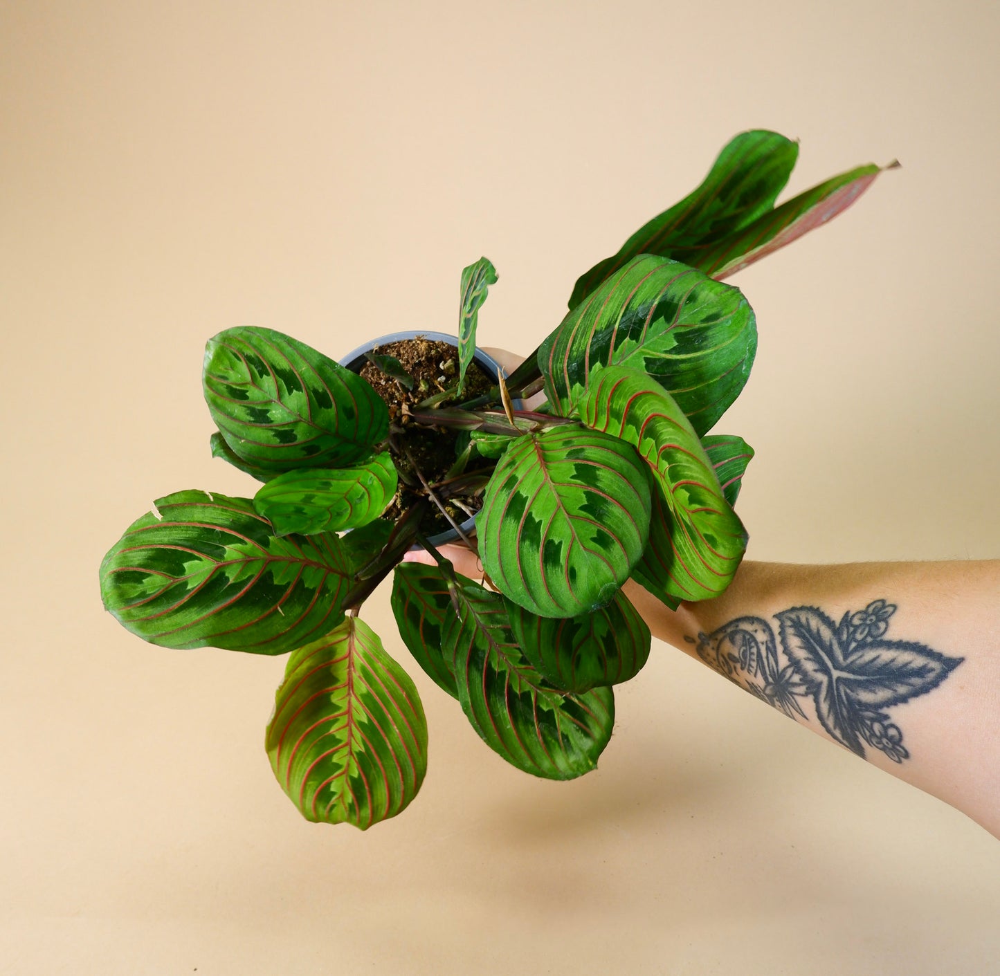 Prayer Plant (Maranta leuconeura)