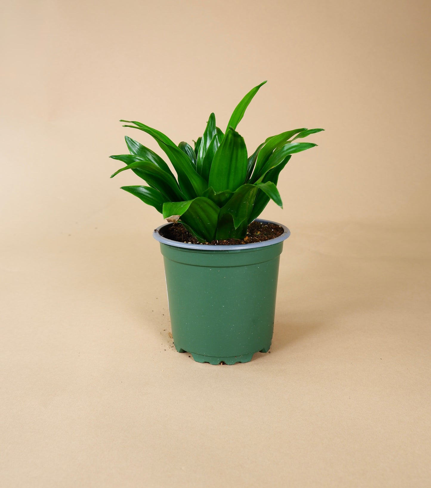 Dracaena Janet Craig (Dracaena fragrans)