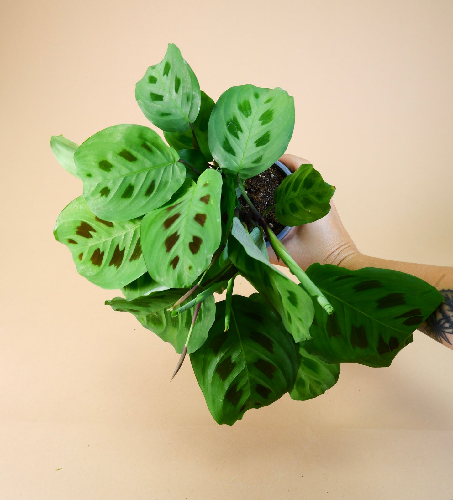 Prayer Plant (Maranta leuconeura)