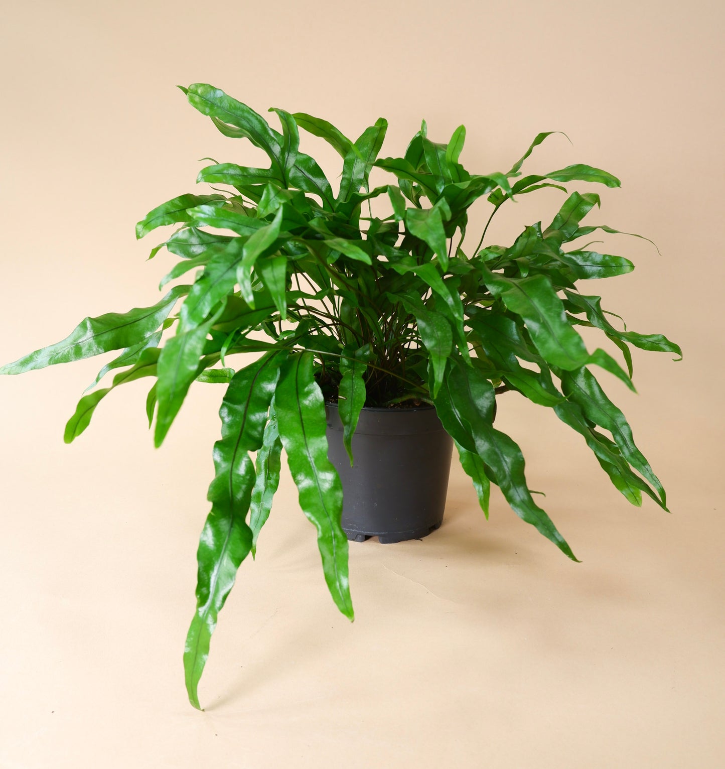 Kangaroo Fern (Zealandia pustulata)