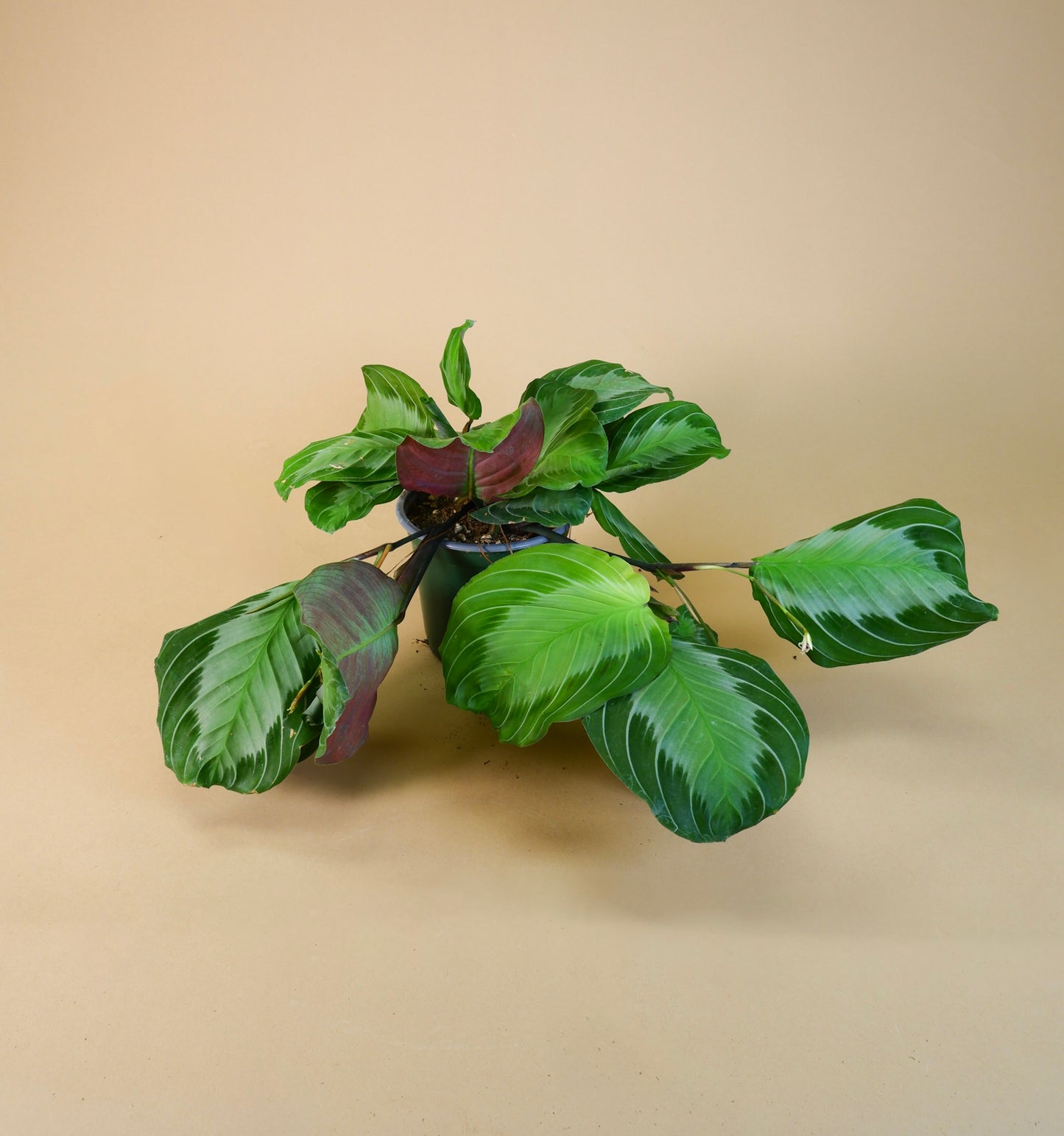 Prayer Plant (Maranta leuconeura)
