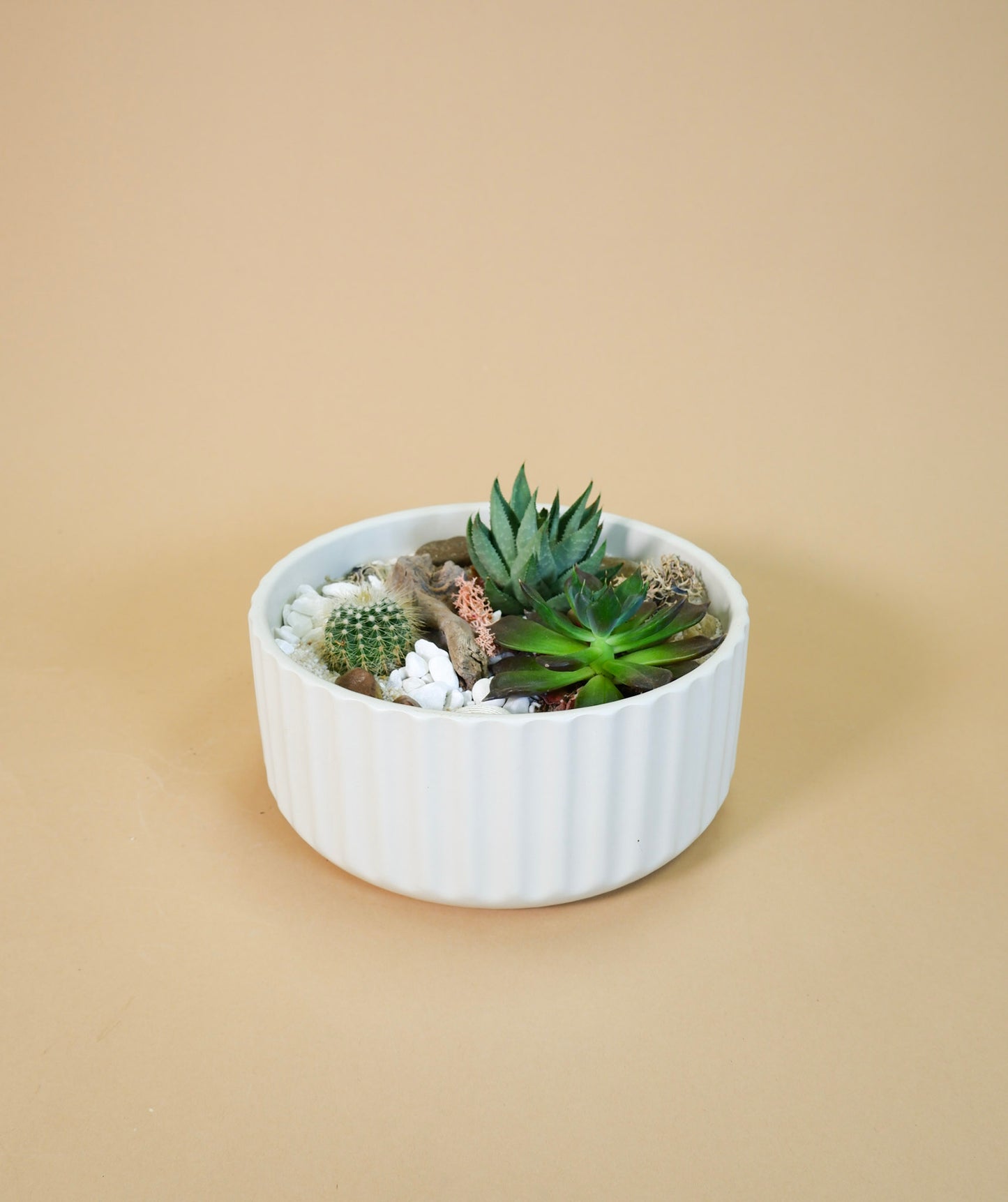 Succulent Garden