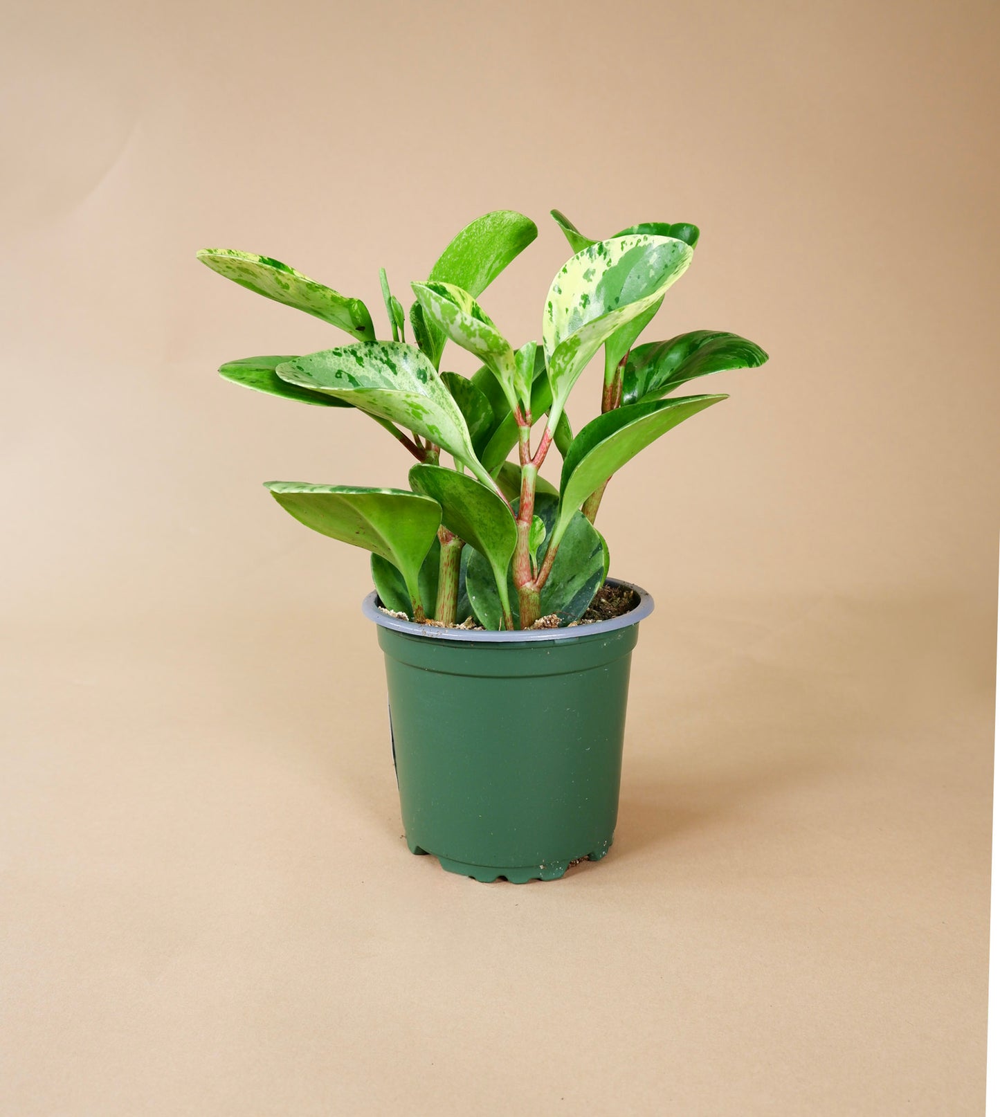 Radiator Plant (Peperomia obtusifolia)