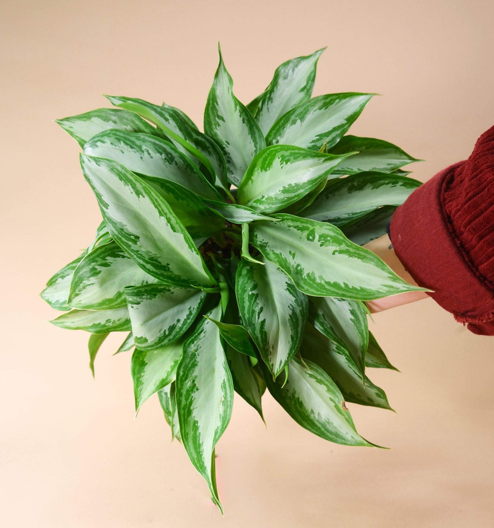 aglaonema spp. Chinese Evergreen (Aglaonema sp.)