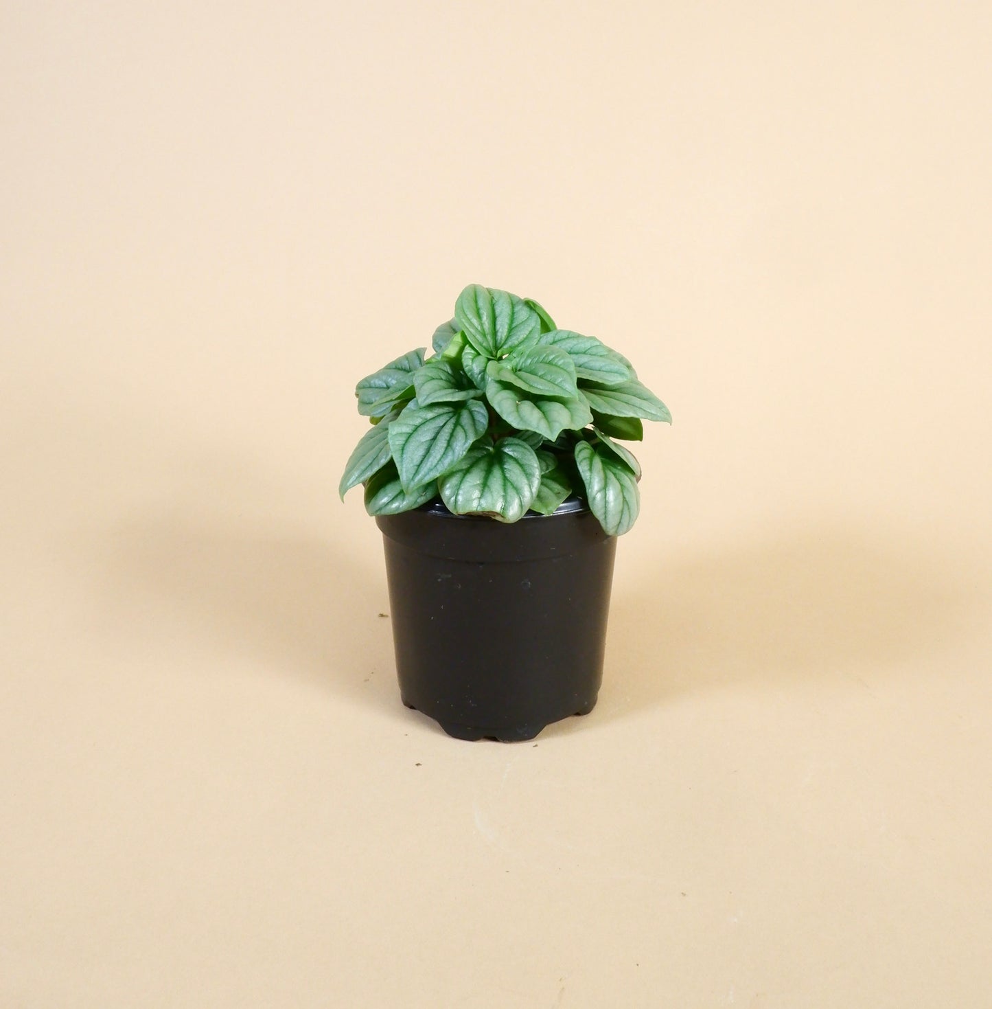 Ripple Pep (Peperomia caperata 'Frost')