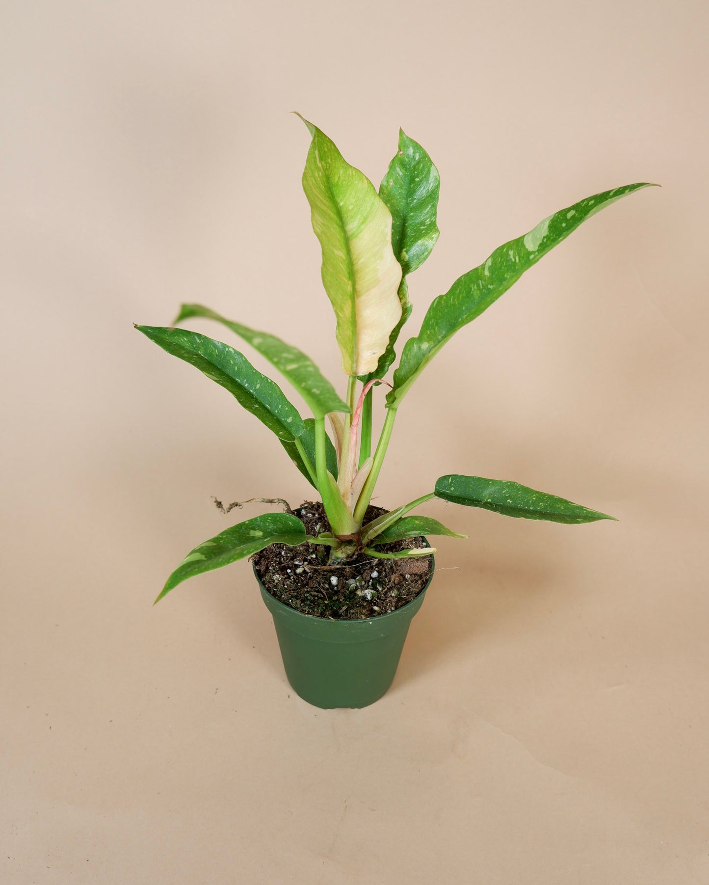 Philodendron 'Ring of Fire'