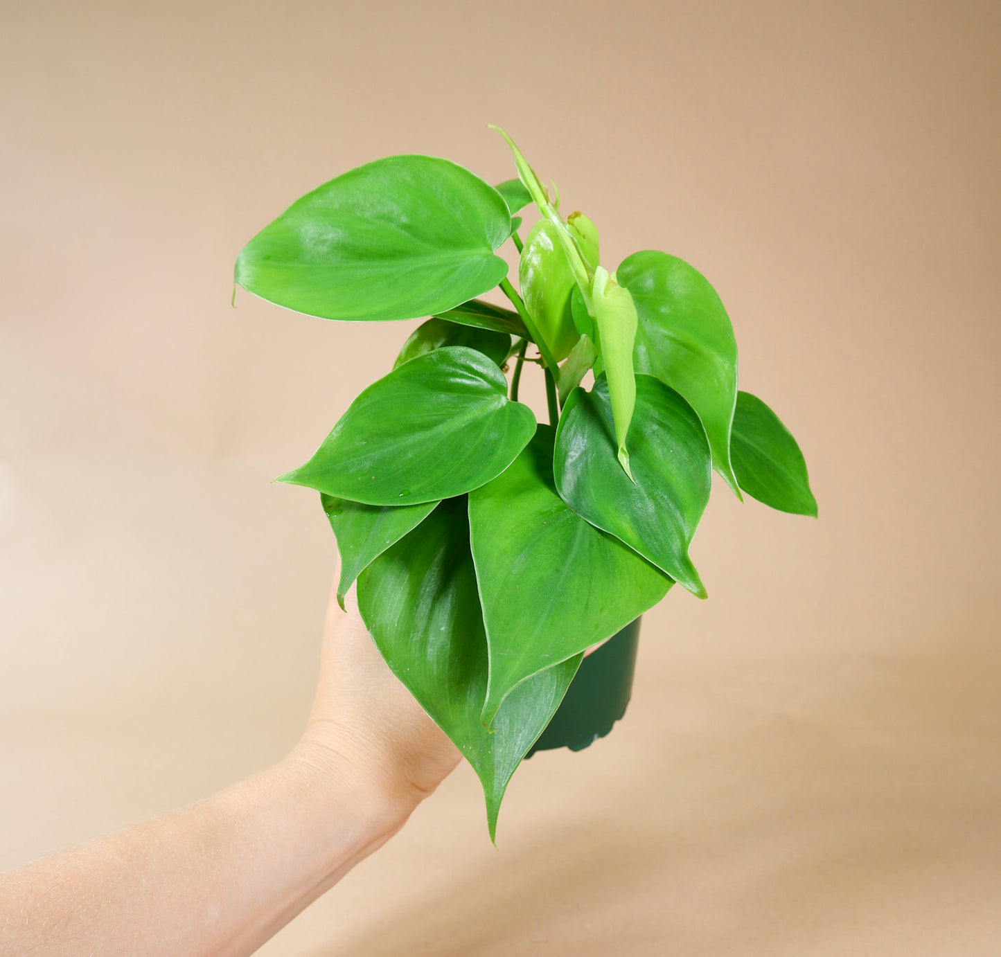 Heartleaf Vine (Philodendron hederaceum or cordatum)