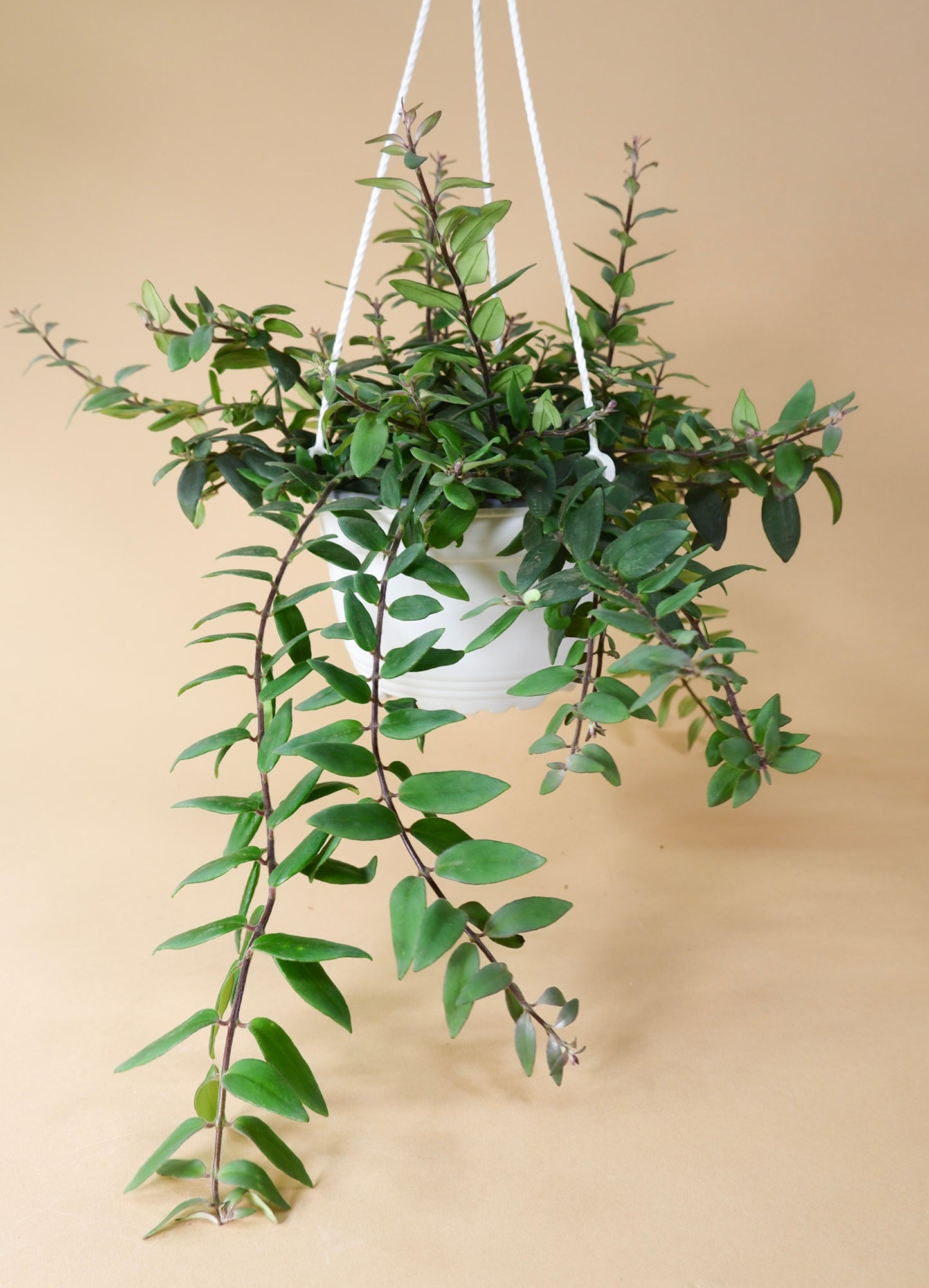 Myra Lipstick Plant (Aeschynanthus Myra)