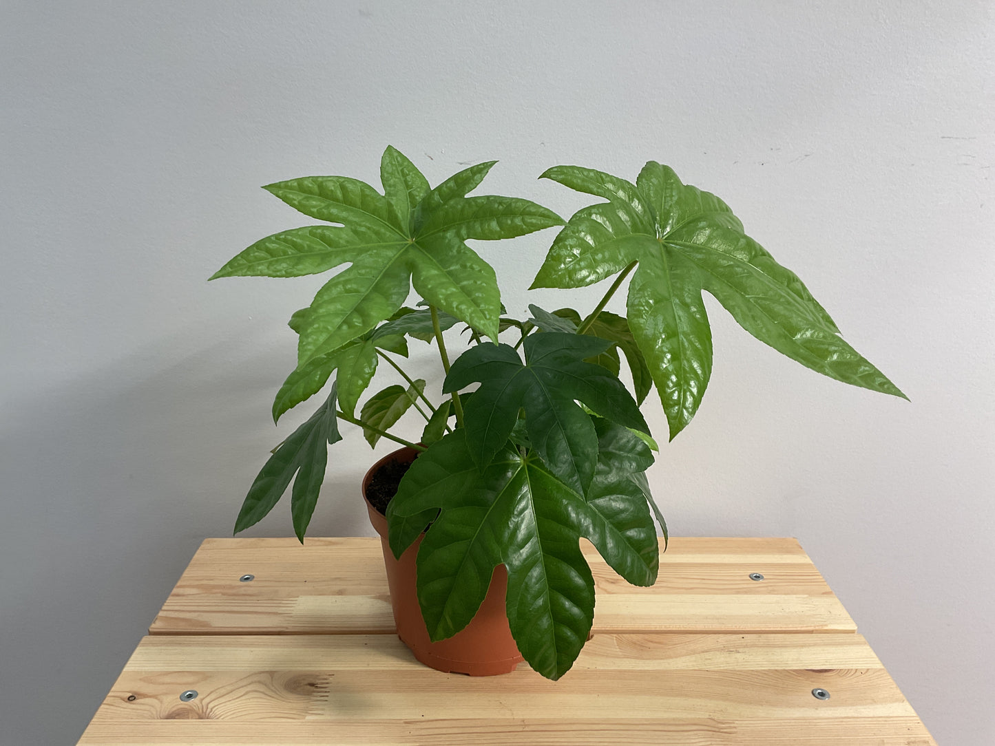 Fatsia (Fatsia japonica)