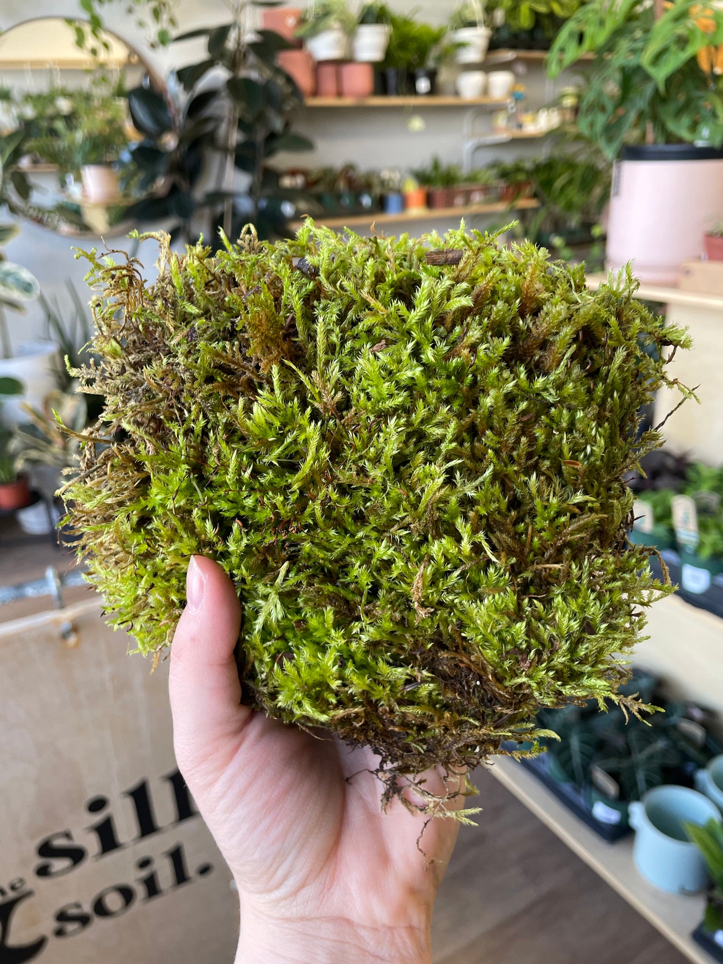 Bagged Living Sheet Moss