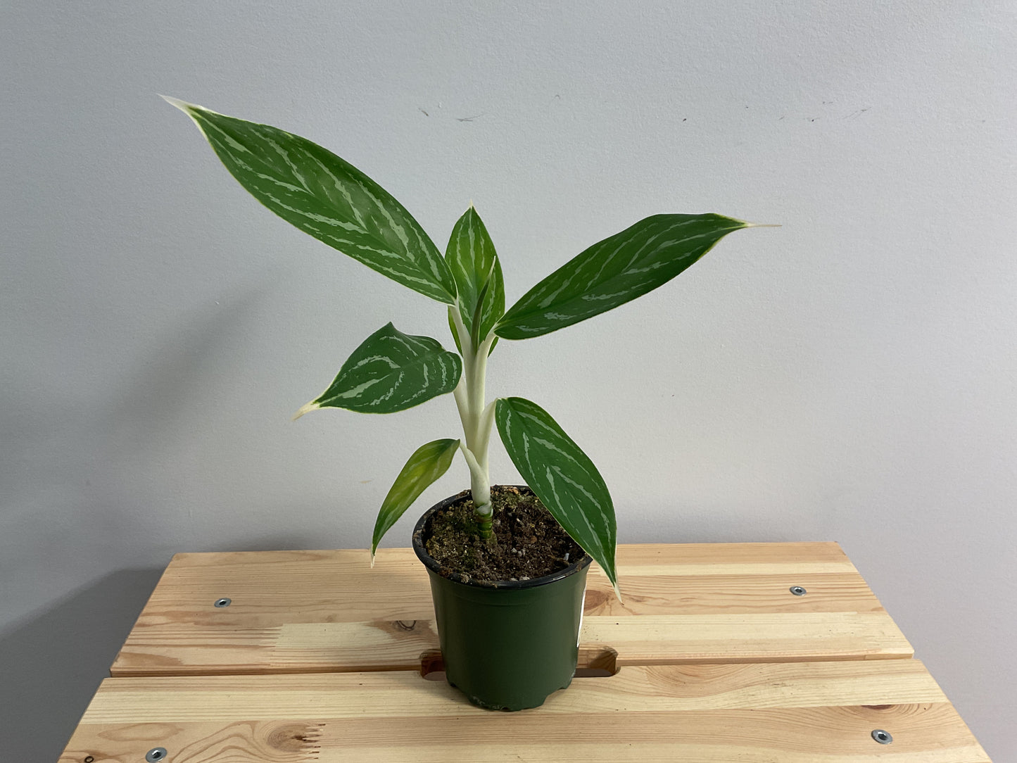 Chinese Evergreen (Aglaonema sp.)