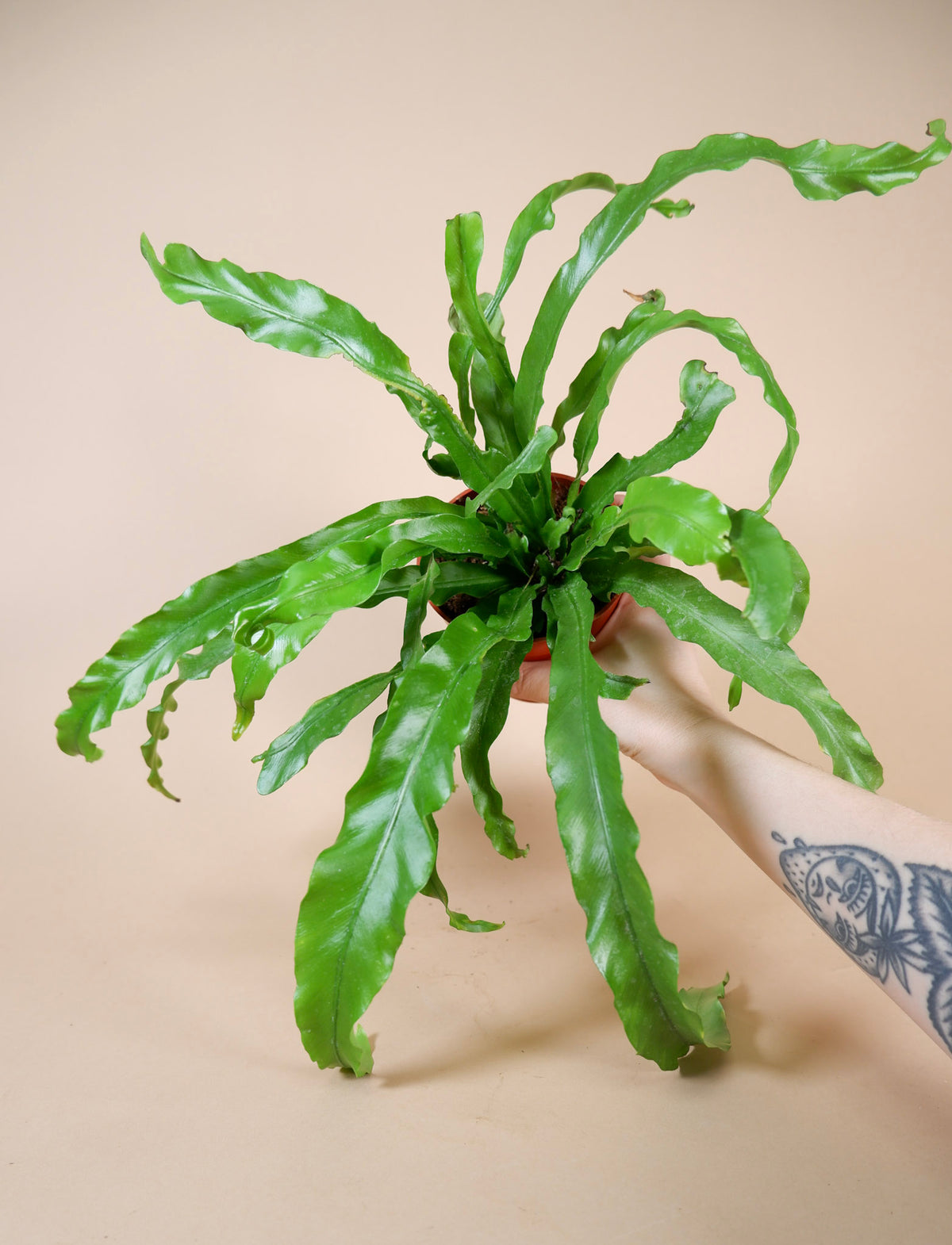 Birds Nest Fern (Asplenium antiquum)