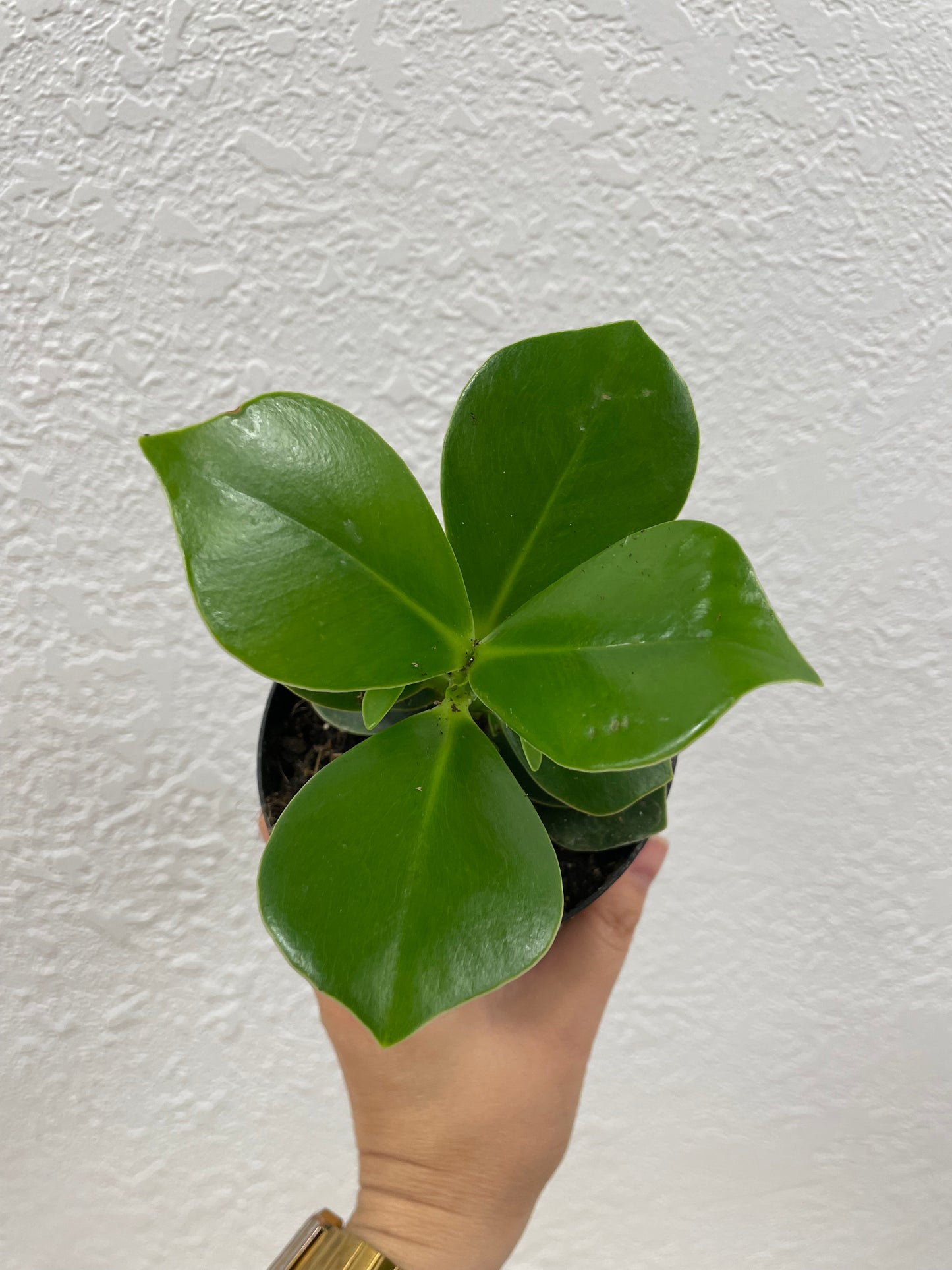 Autograph Tree (Clusia Princess)