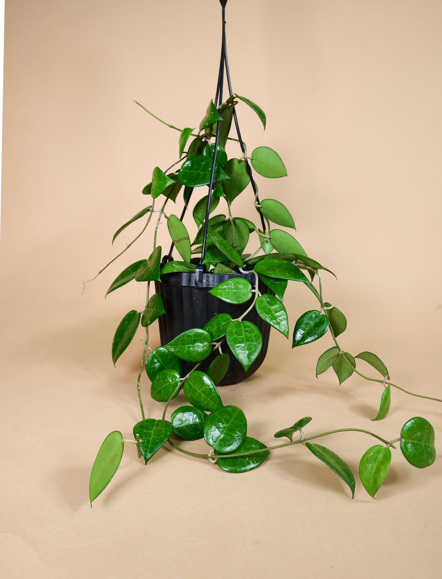 Hoya Parasitica Black Margin