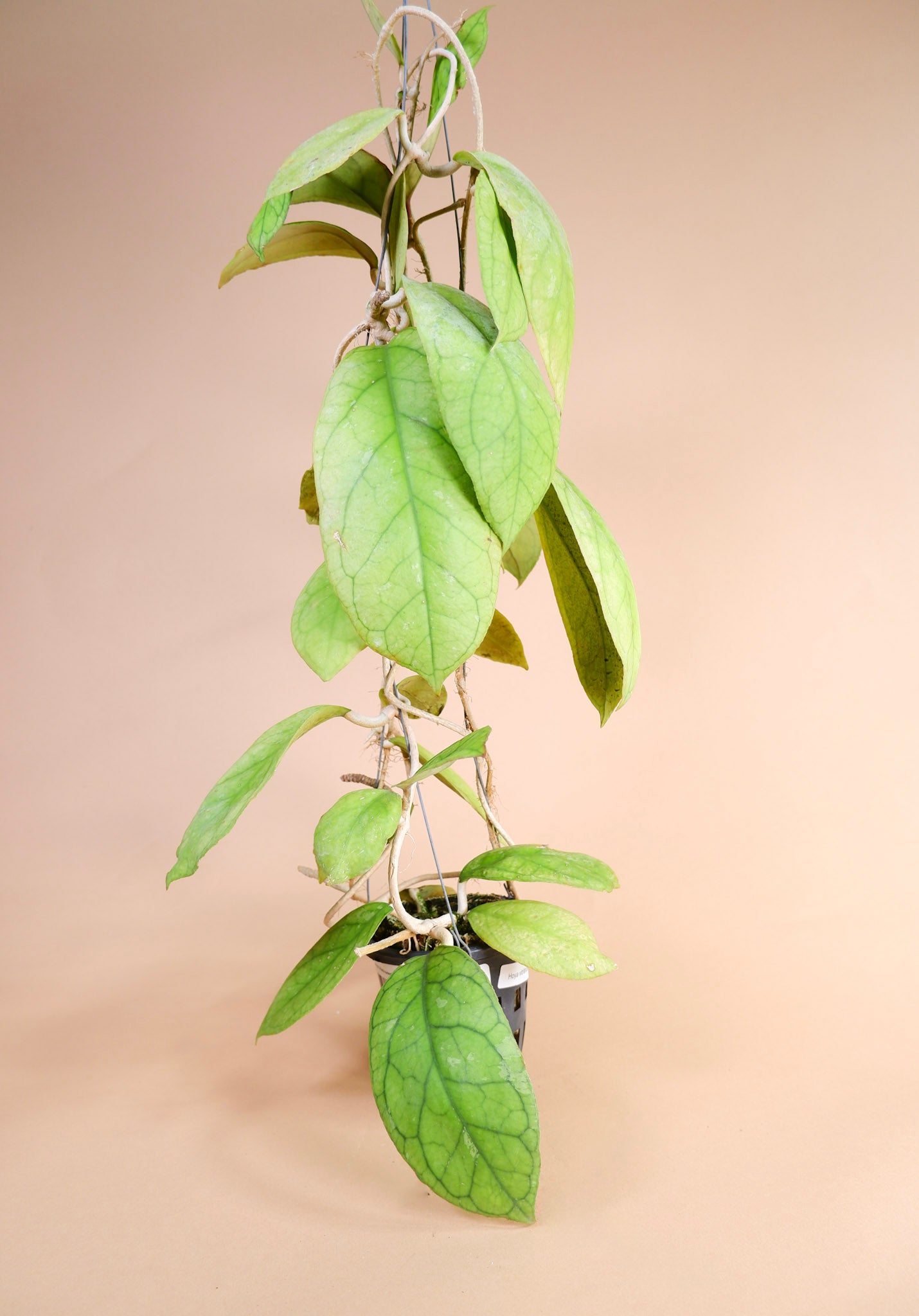 Hoya Vitellinoides