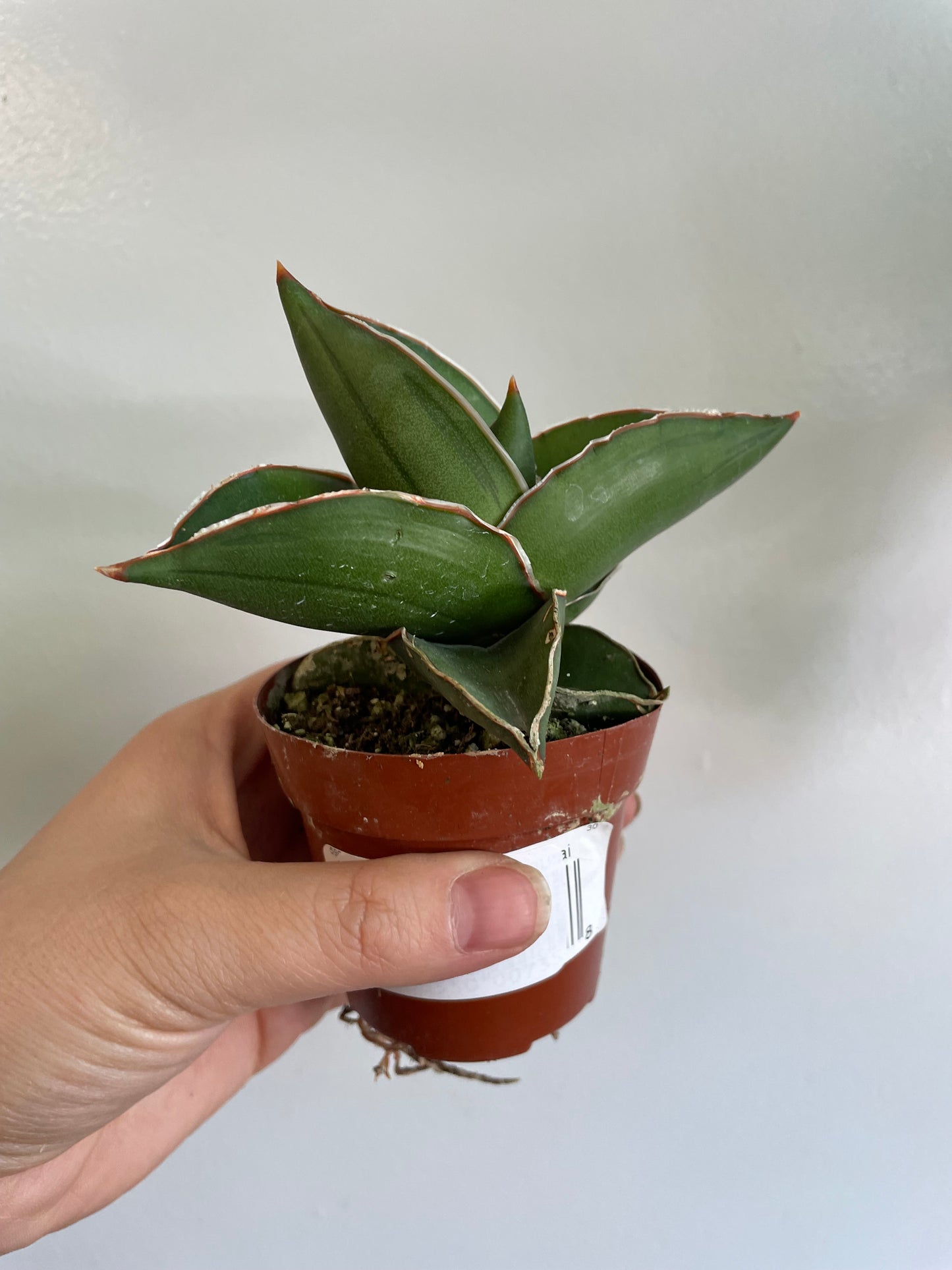Sansevieria Samurai Dwarf