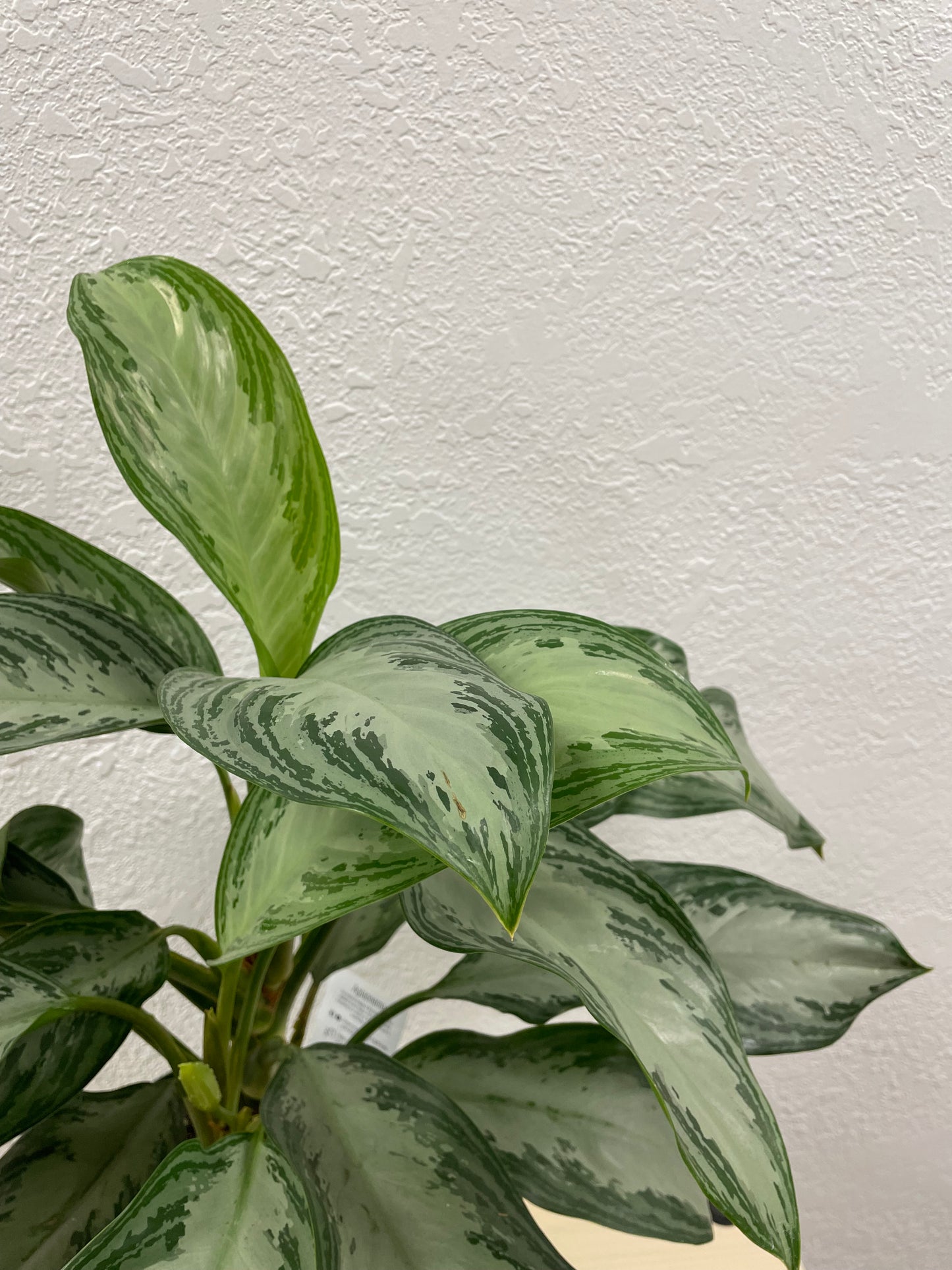 Chinese Evergreen (Aglaonema sp.)