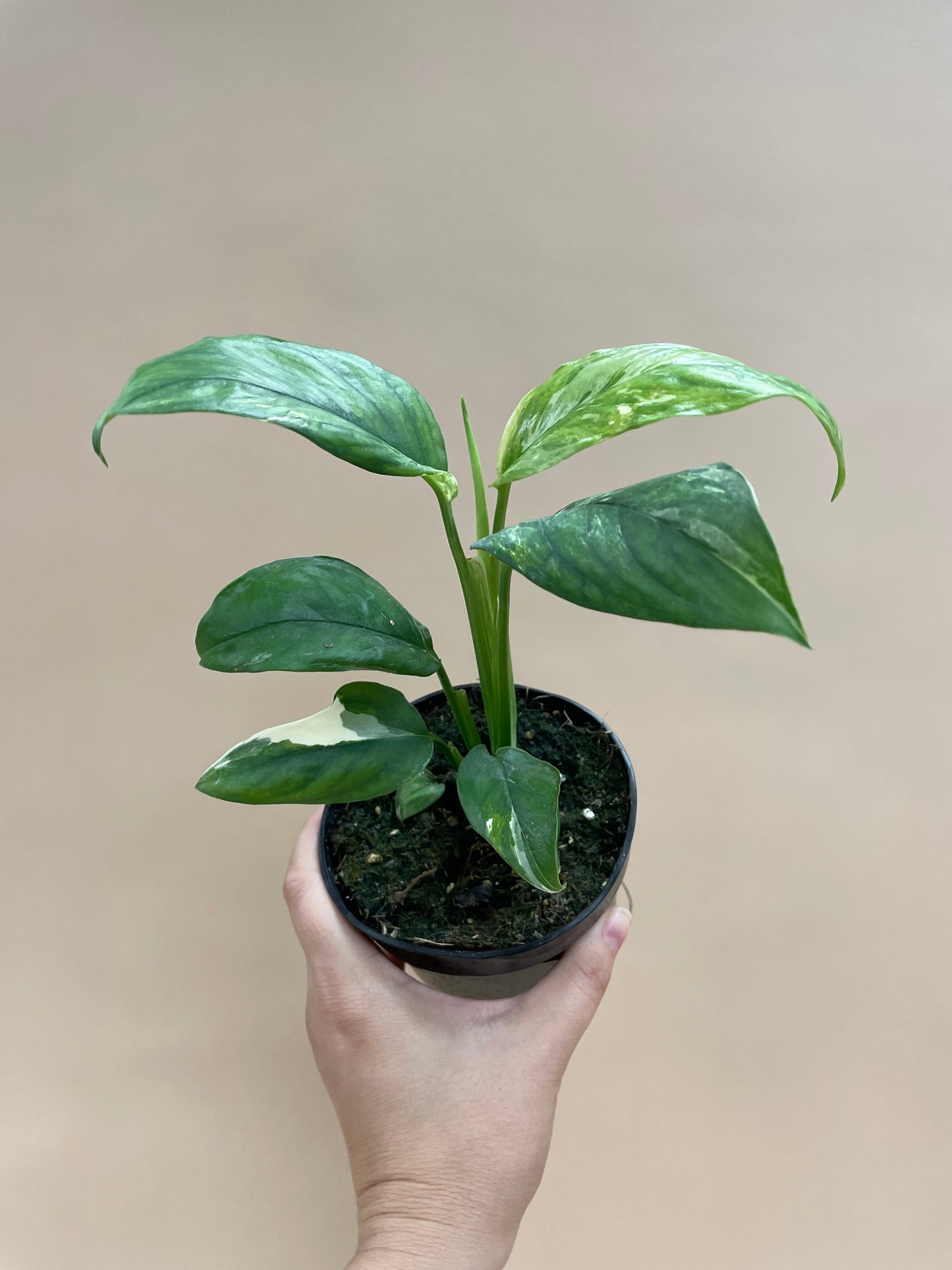Monstera Lechleriana Variegated