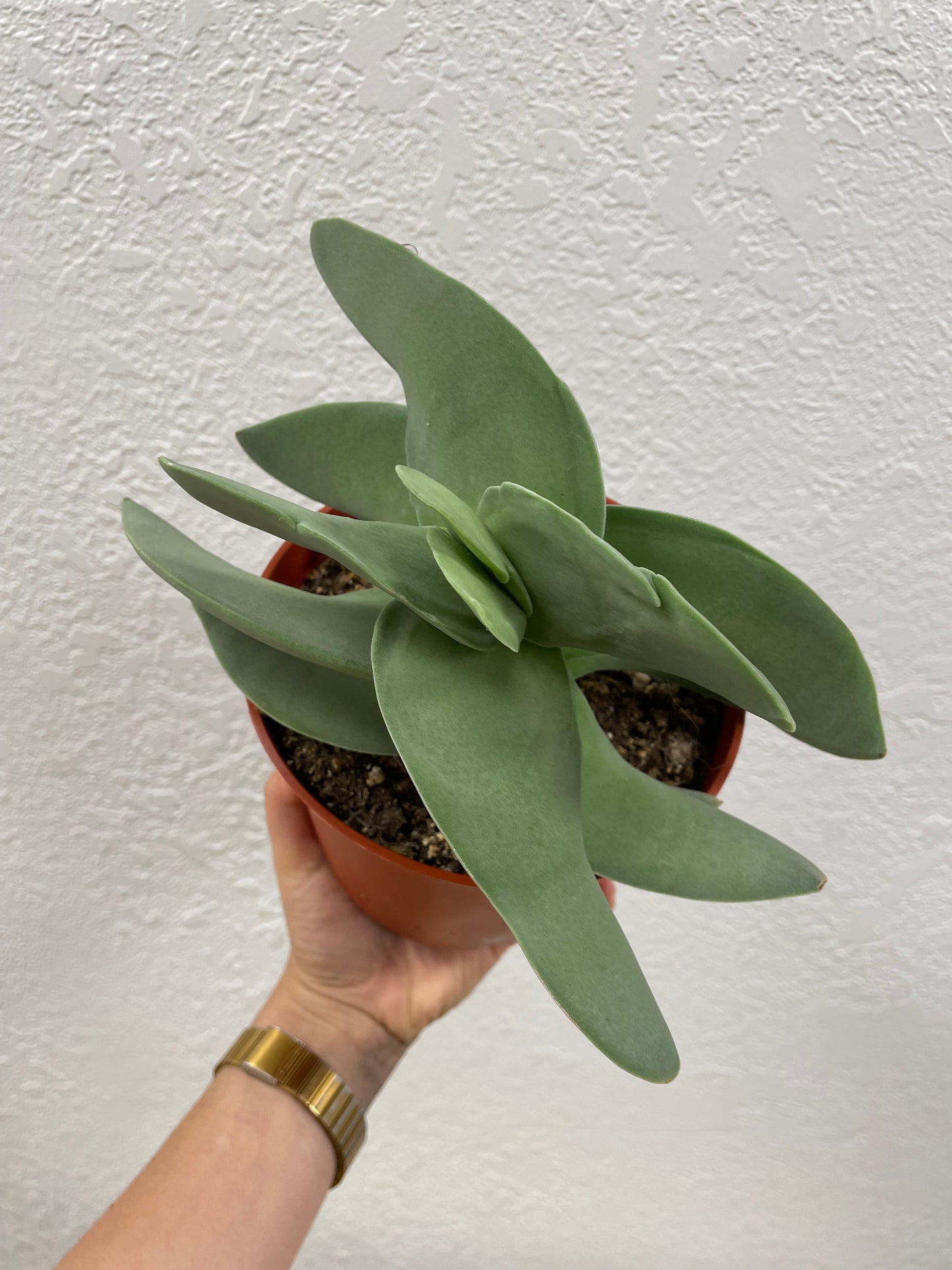 Propeller Plant (Crassula falcata)