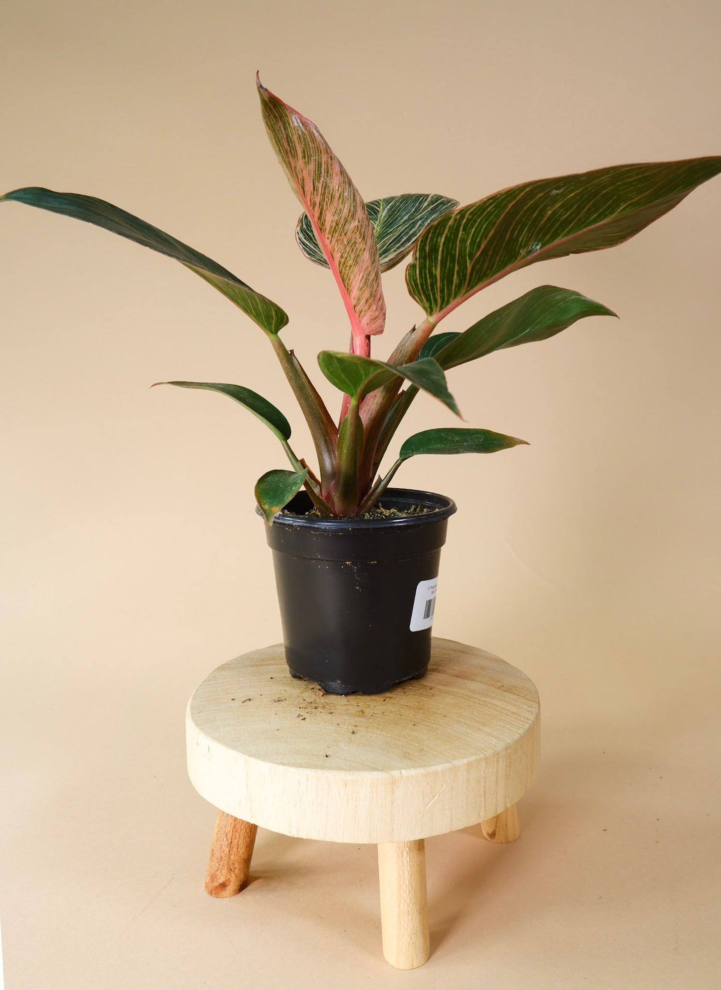 Philodendron Birkin 'Pink'