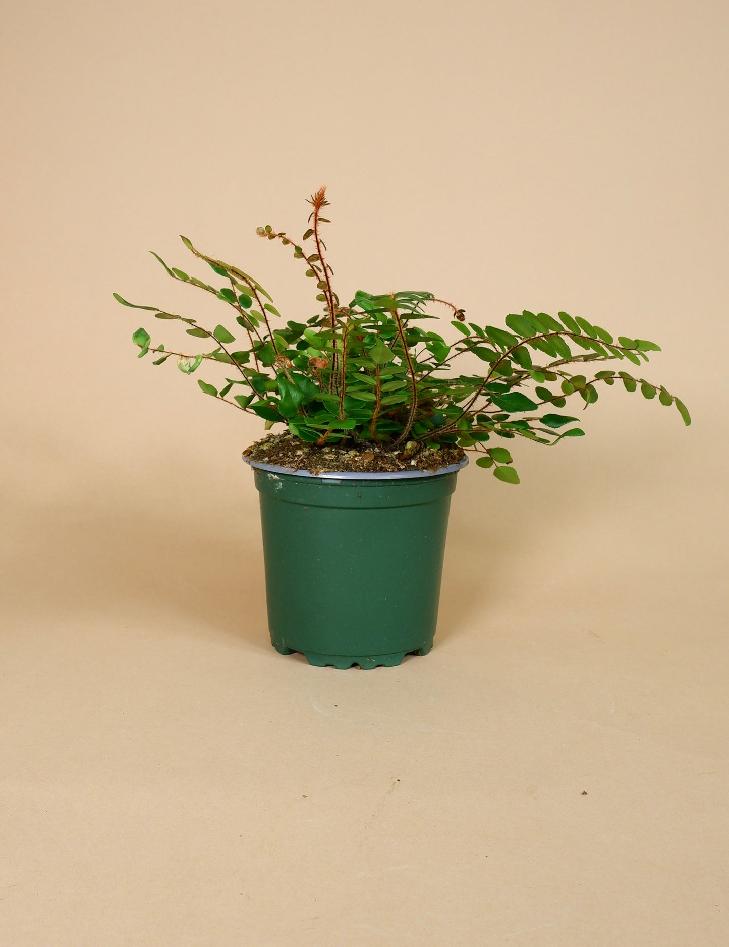 Button Fern (Pellaea rotundifolia)