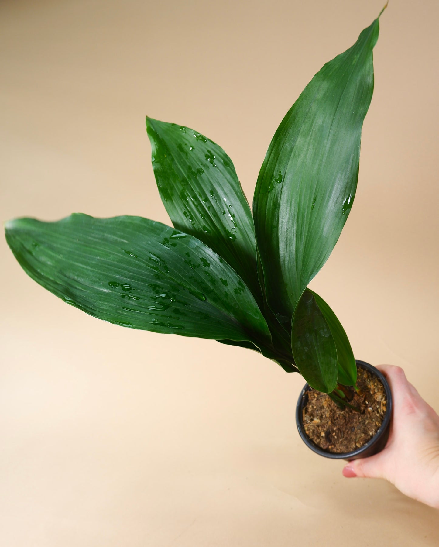 Cast Iron Plant (Aspidistra elaitor)