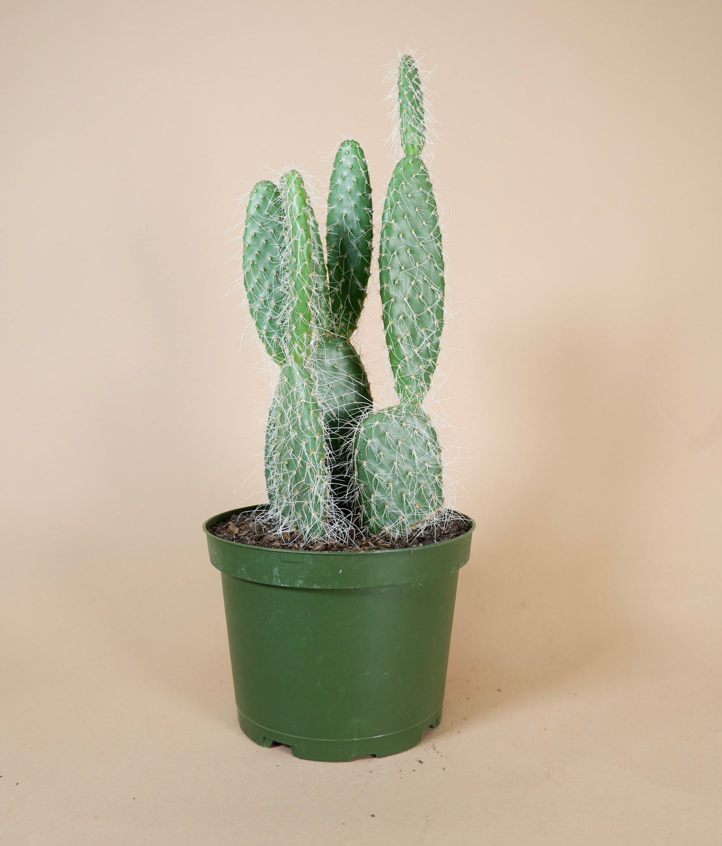 Prickly Pear Cactus (Opuntia humifusa)
