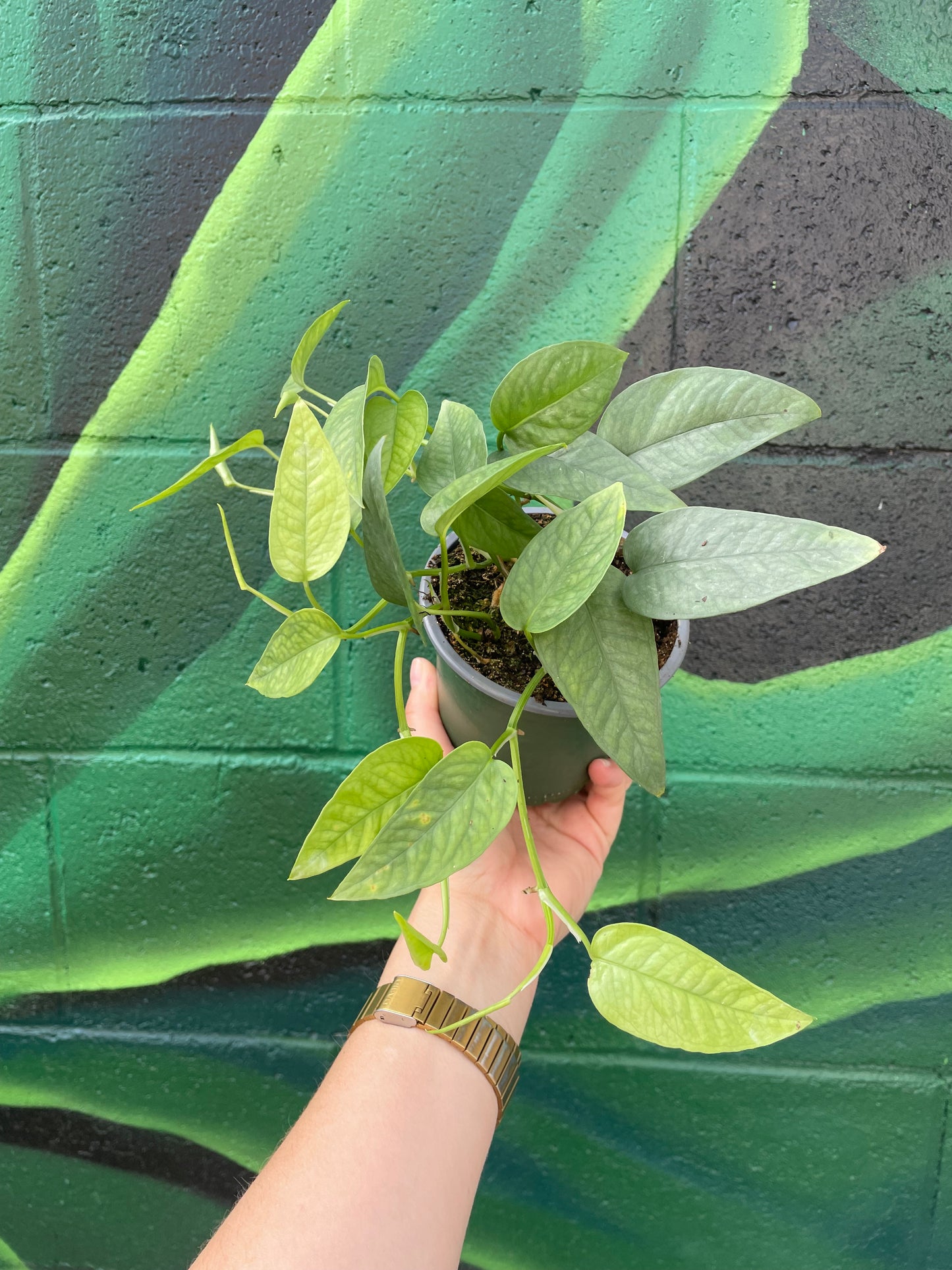 Cebu Blue Pothos (Epipremnum pinnatum)