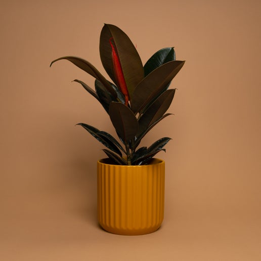 Rubber Tree (Ficus elastica)