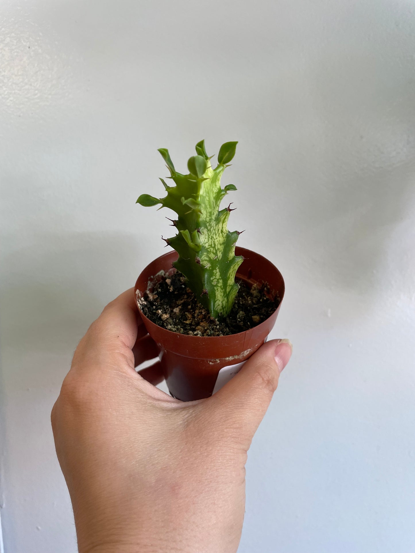 African Milk Tree (Euphorbia trigona)