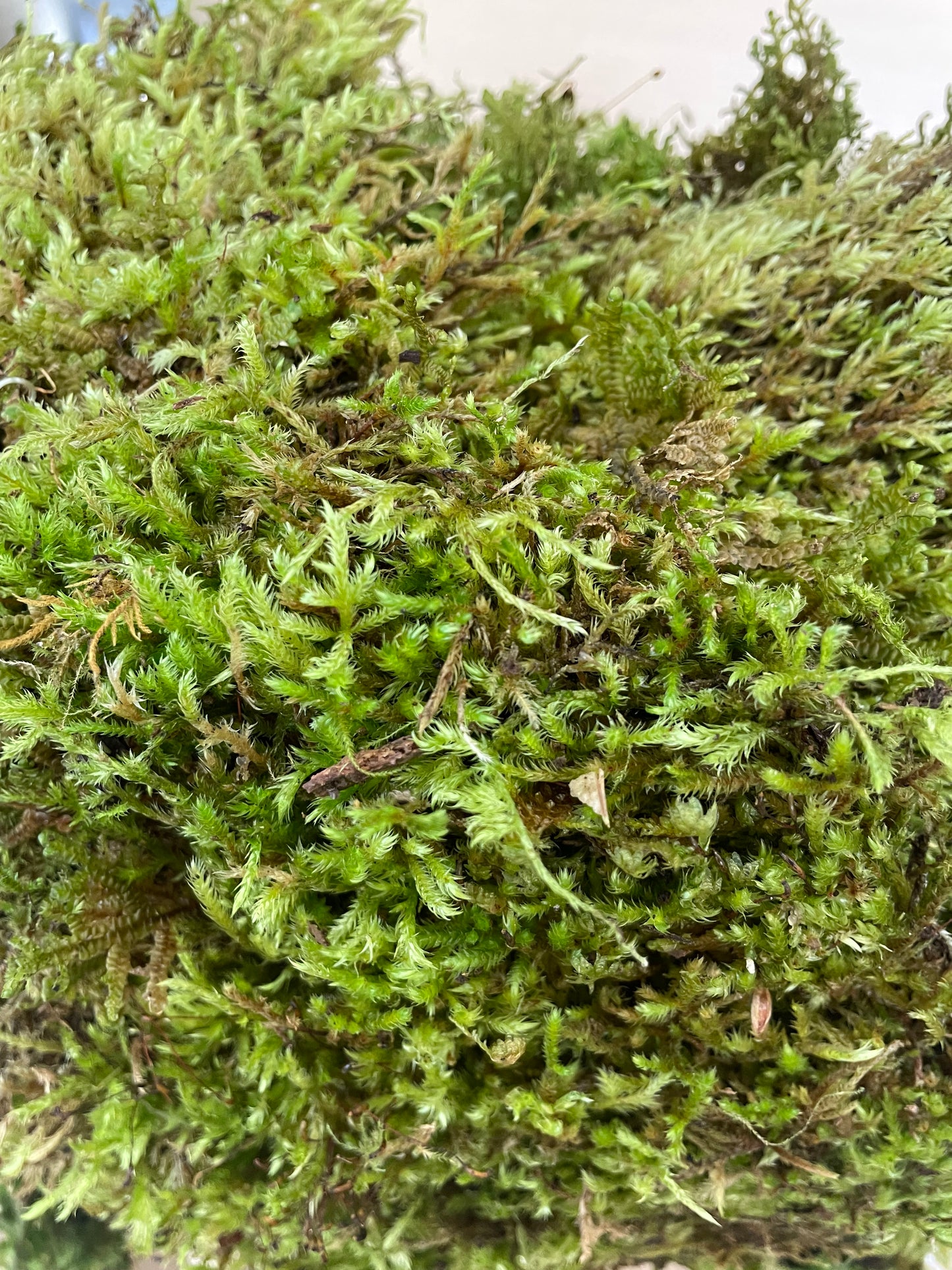 Bagged Living Sheet Moss