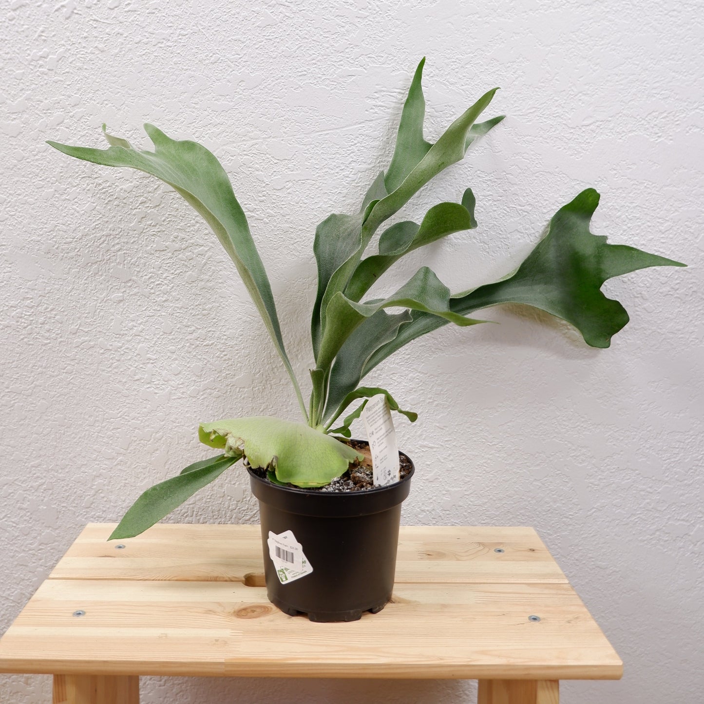 Staghorn Fern (Platycerium bifurcatum)