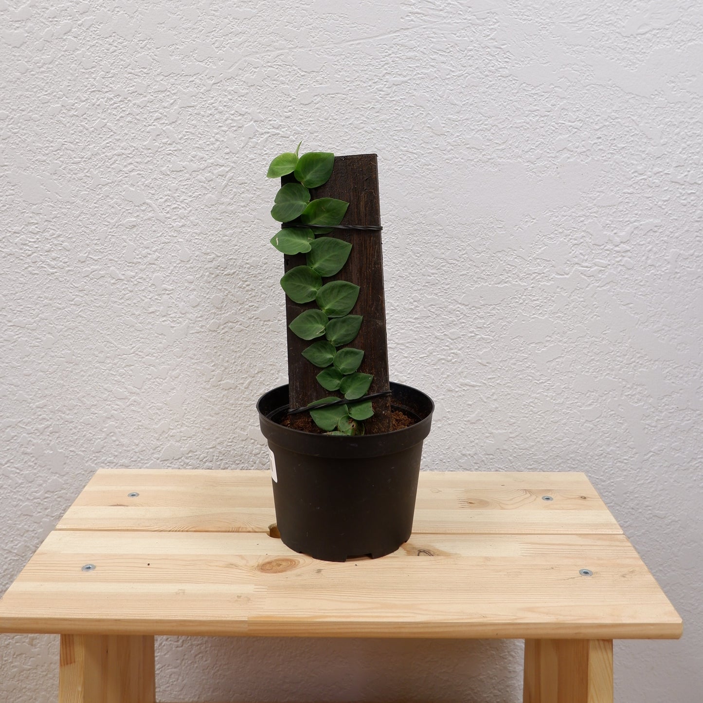 Shingle Plant (Rhaphidophora korthalsii)