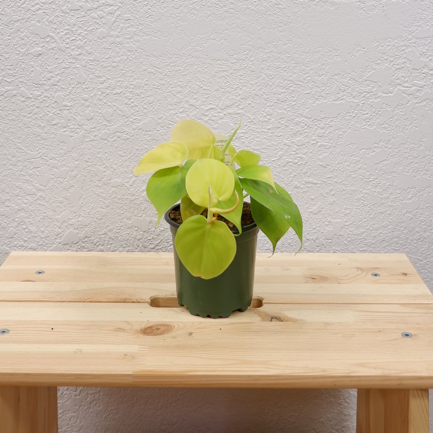 Heartleaf Vine (Philodendron hederaceum or cordatum)