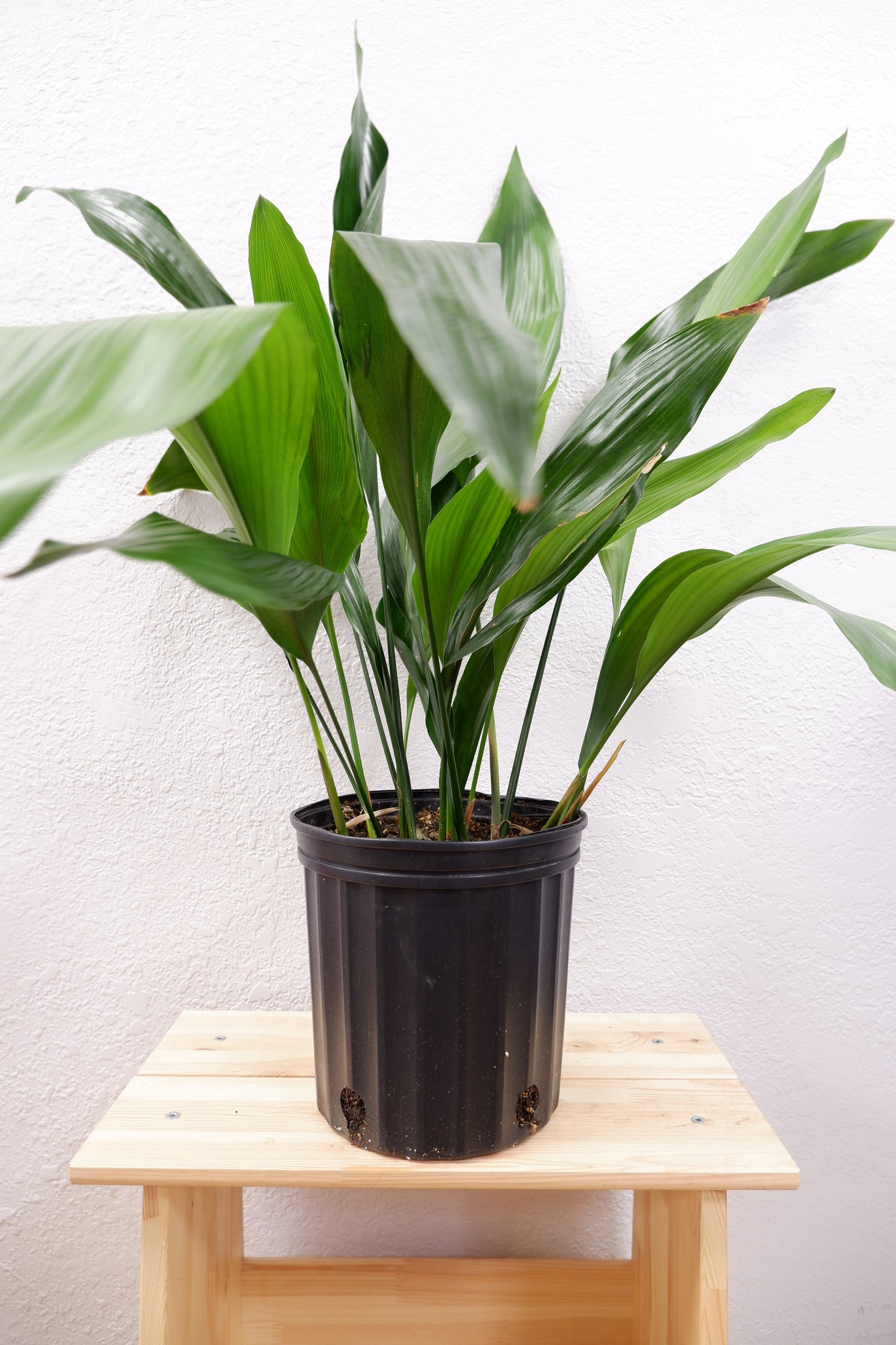 Cast Iron Plant (Aspidistra elaitor)