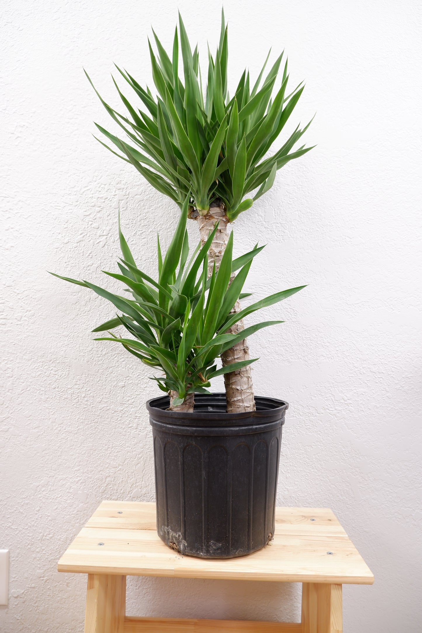 Joshua Tree (Yucca Brevifolia)